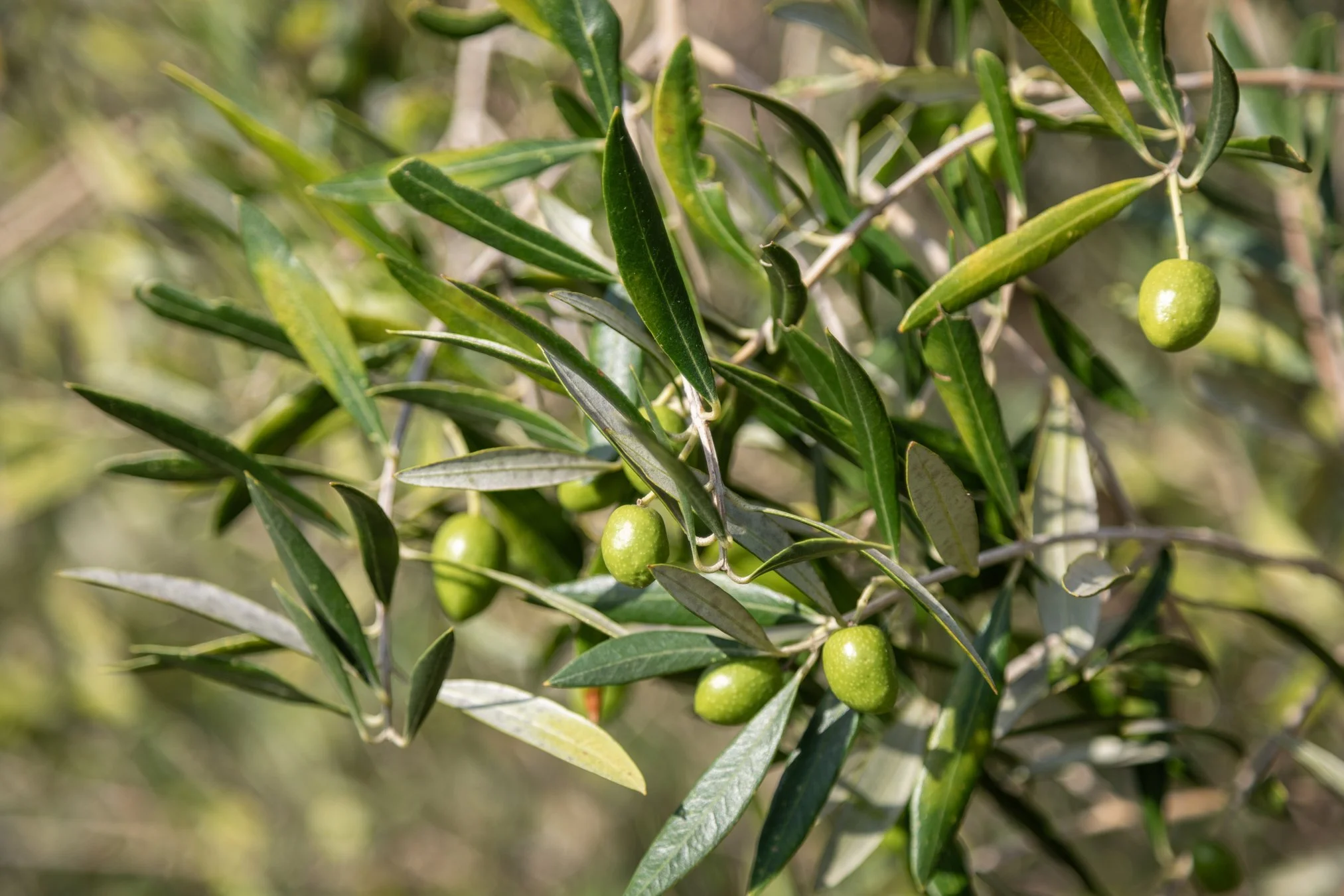 Moyas-Vineyard-MvR-2026-02-Grounds-Olive-Grove-008.jpg