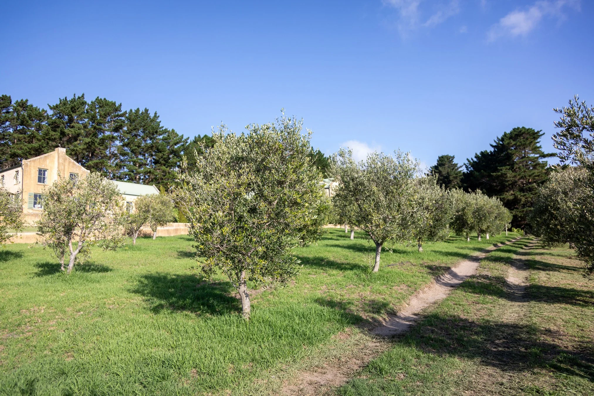 Moyas-Vineyard-MvR-2026-02-Grounds-Olive-Grove-003.jpg
