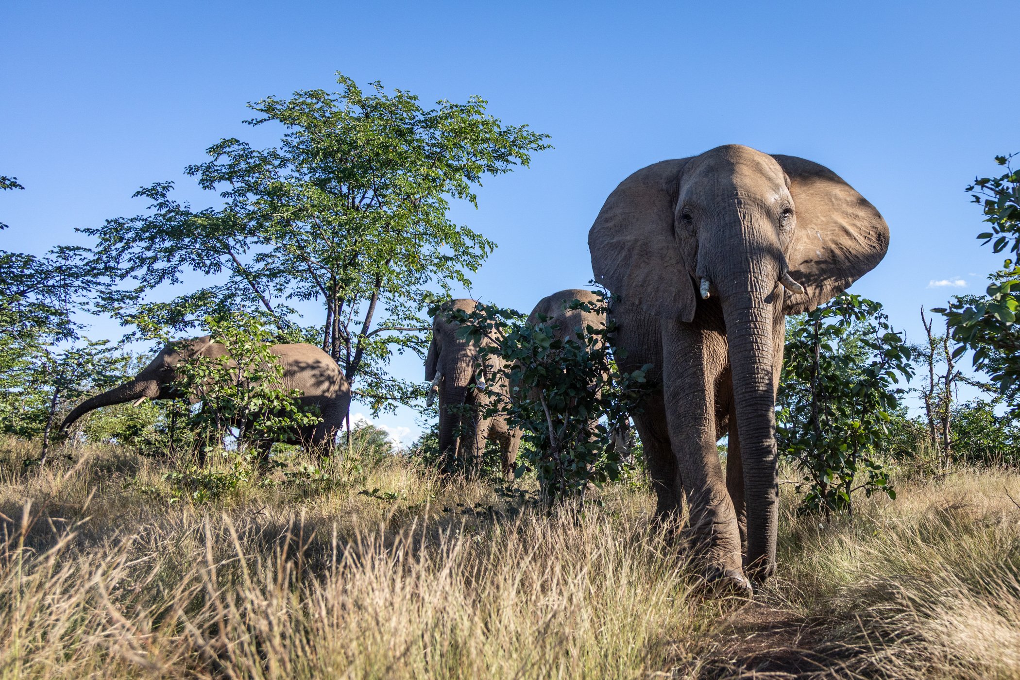 Ilala-Lodge-Experience-Elephant-Walk-39.jpg