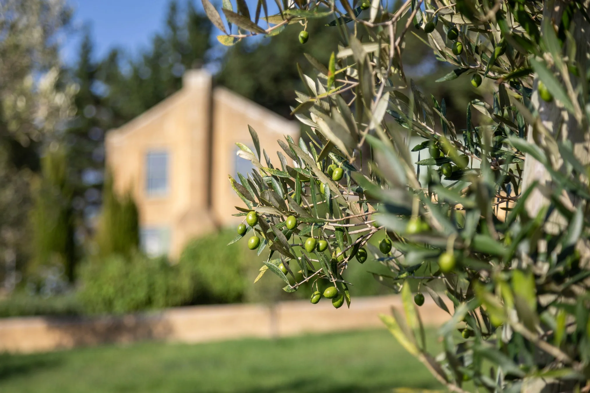 Moyas-Vineyard-MvR-2026-02-Grounds-Olive-Grove-006.jpg