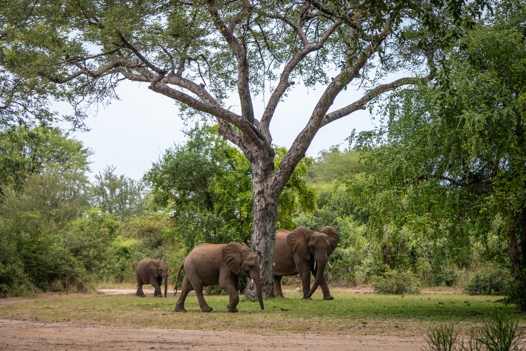 Ilala-Lodge-Experience-Zambezi-River-Deck-04.jpg
