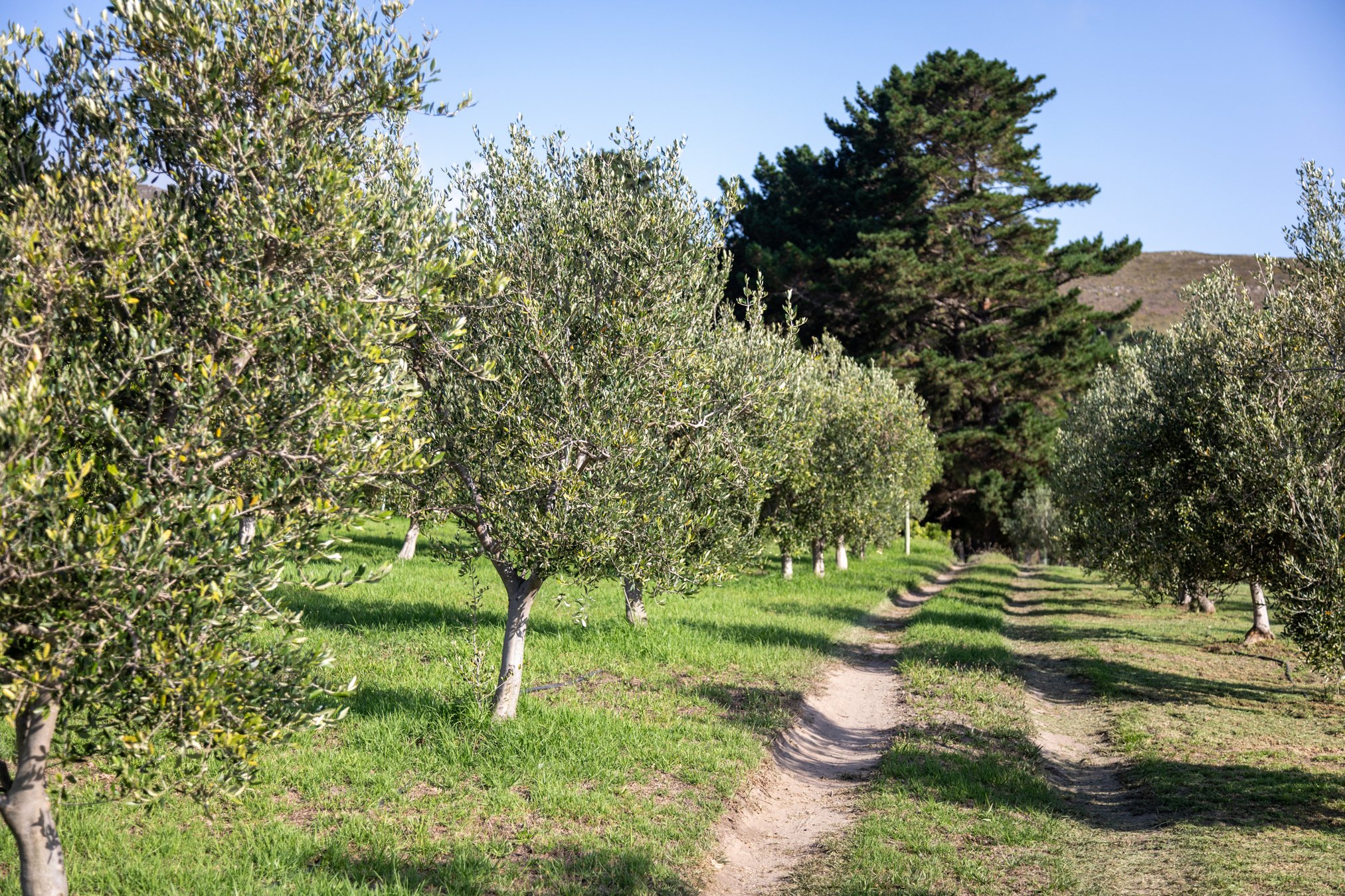 Moyas-Vineyard-MvR-2026-02-Grounds-Olive-Grove-002.jpg