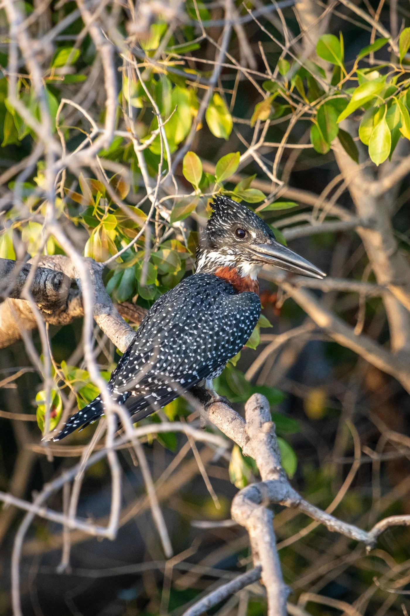 Ilala-Lodge-Experience-River-Cruise-Sunrise-36.jpg