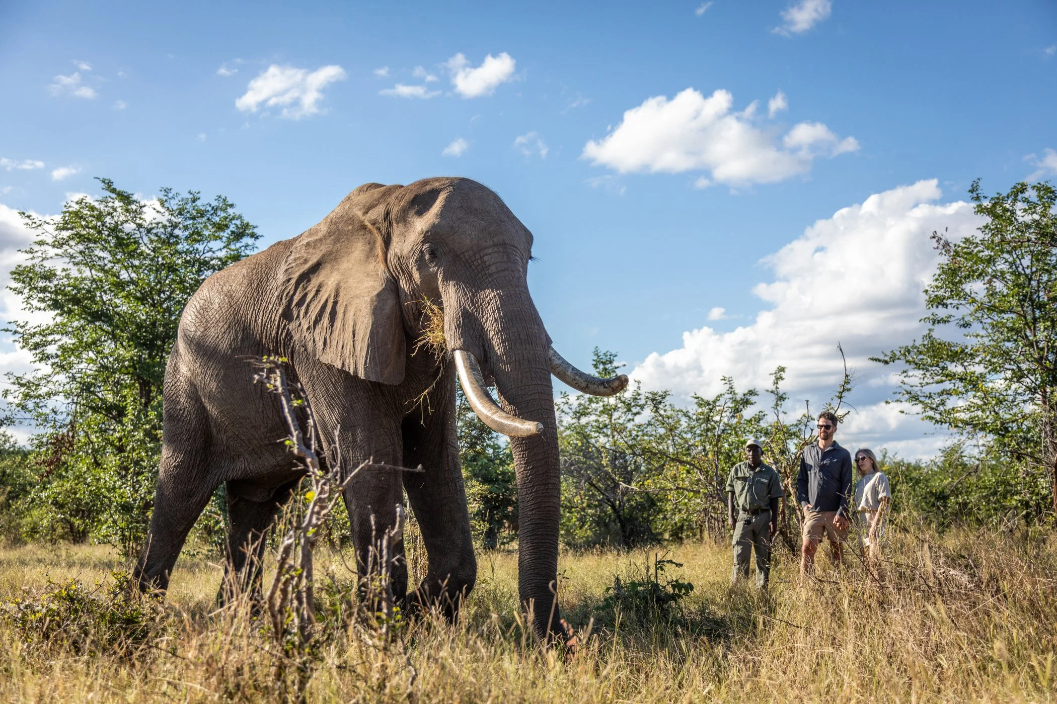 Ilala-Lodge-Experience-Elephant-Walk-26.jpg