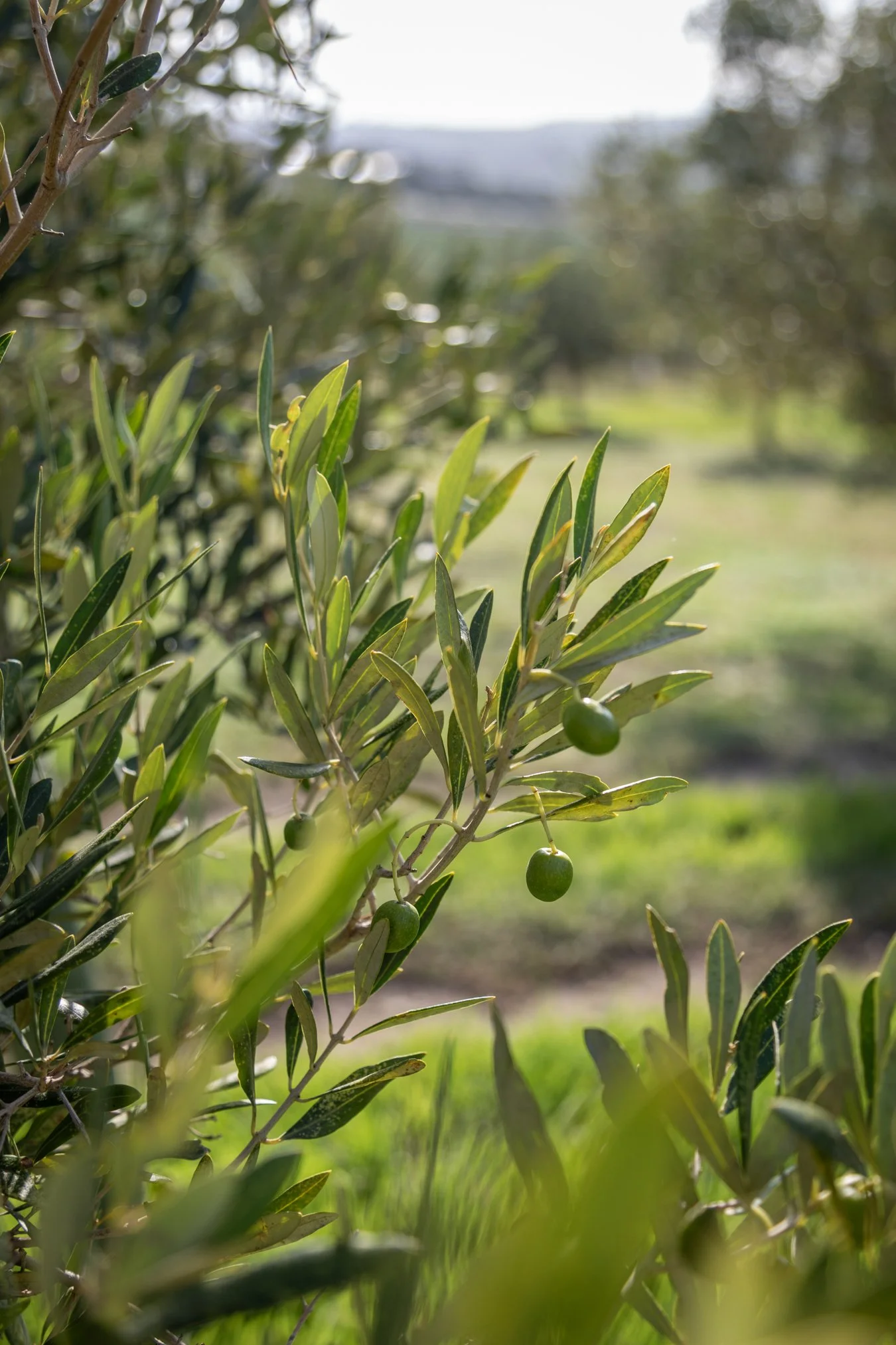 Moyas-Vineyard-MvR-2026-02-Grounds-Olive-Grove-010.jpg