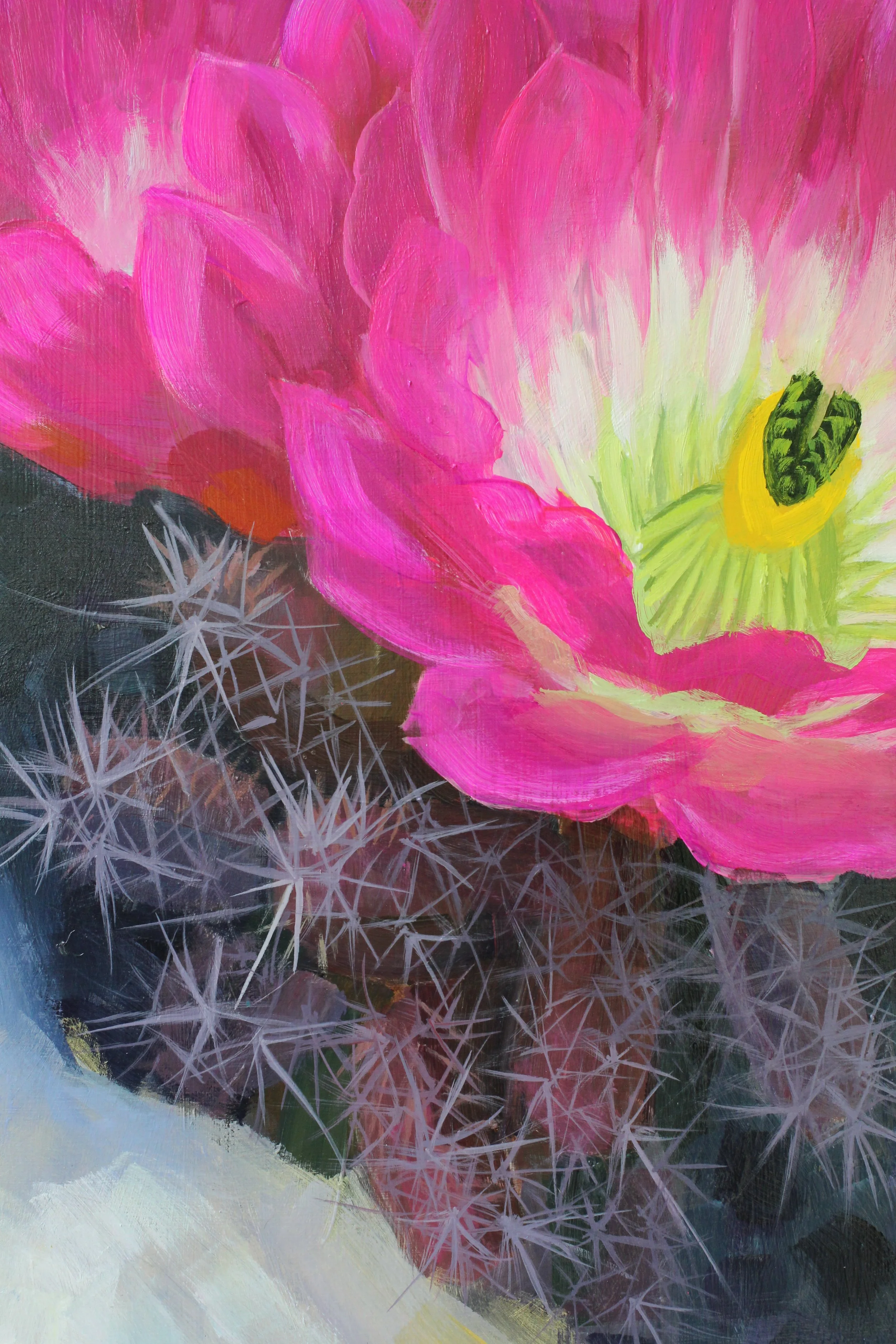 Echinocereus berlandieri Big Form C.jpg