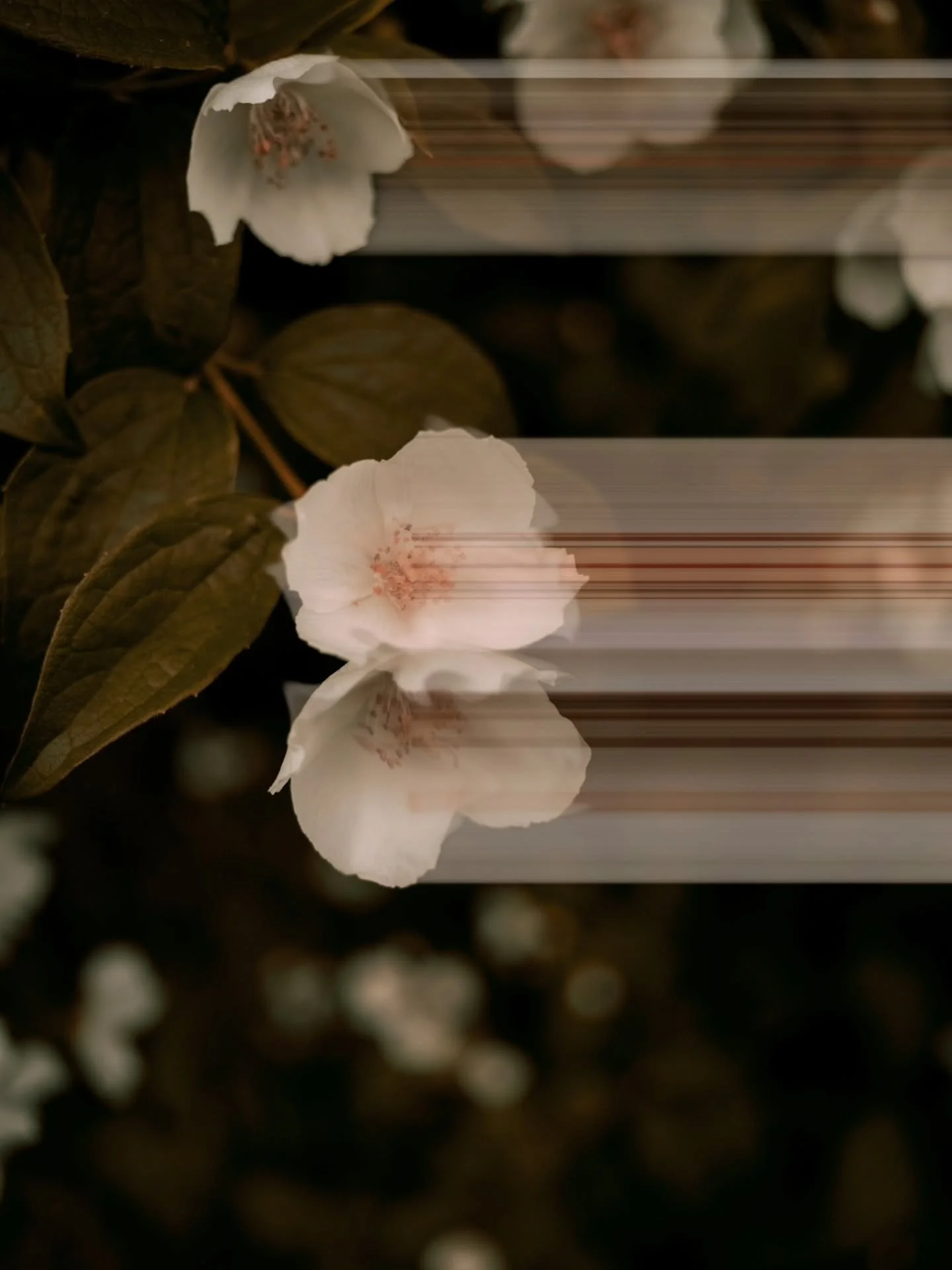 It's called pixel pulling

and I needed the practice in photoshop.  There's "flower photographery" and then there's always the fad new way to do it.  I'm in love with these flowers, I really am.  And I one of maybe four people who get to en