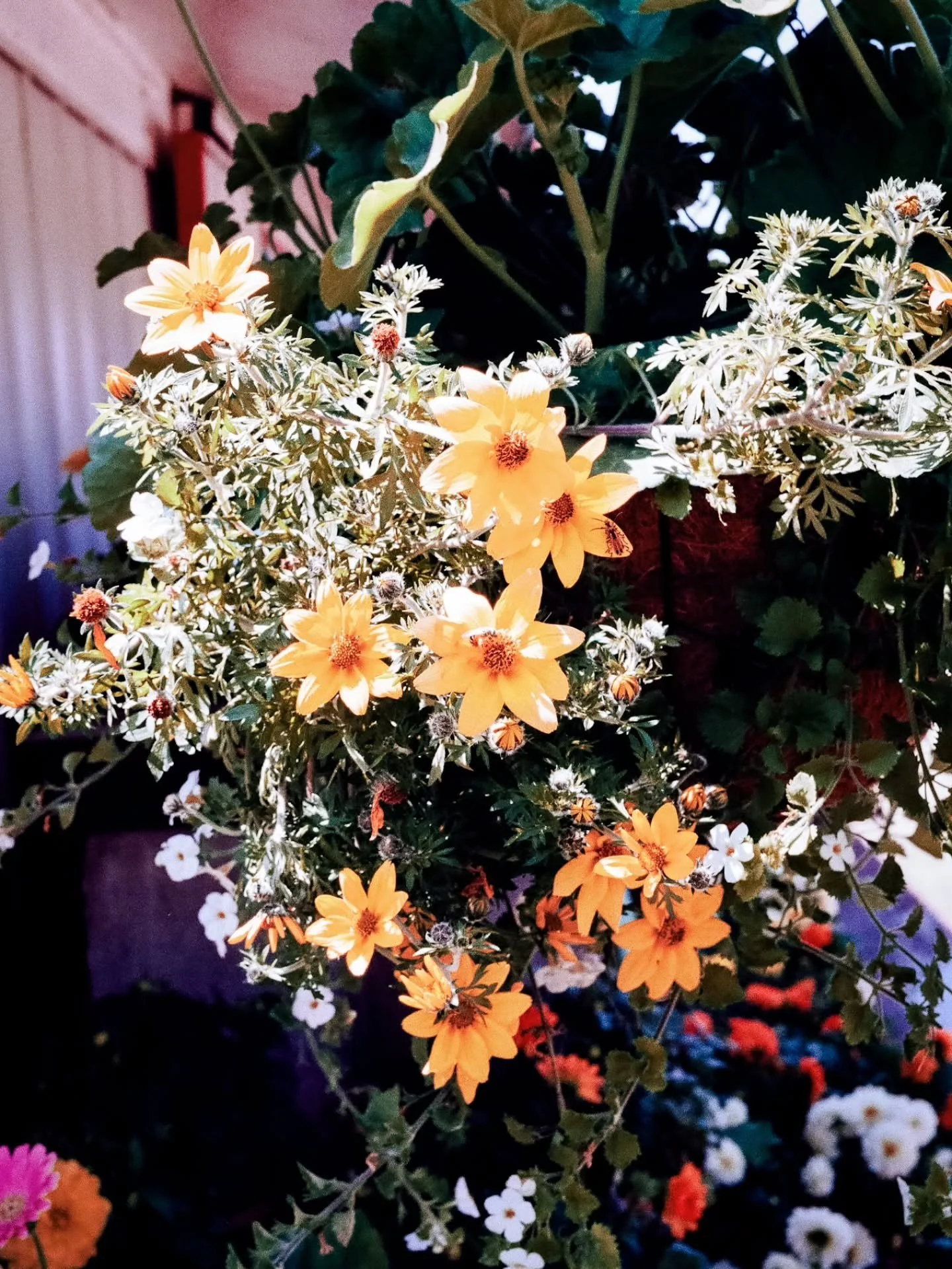 Dude, the flowers 👌✨️

I've shot a lot of weddings, there's a lot of flowers at weddings, we know this. "Shawn, how do you photograph flowers?" I'm glad you asked.

Fill the space with as much as you- over stimulate the viewer. There's exa