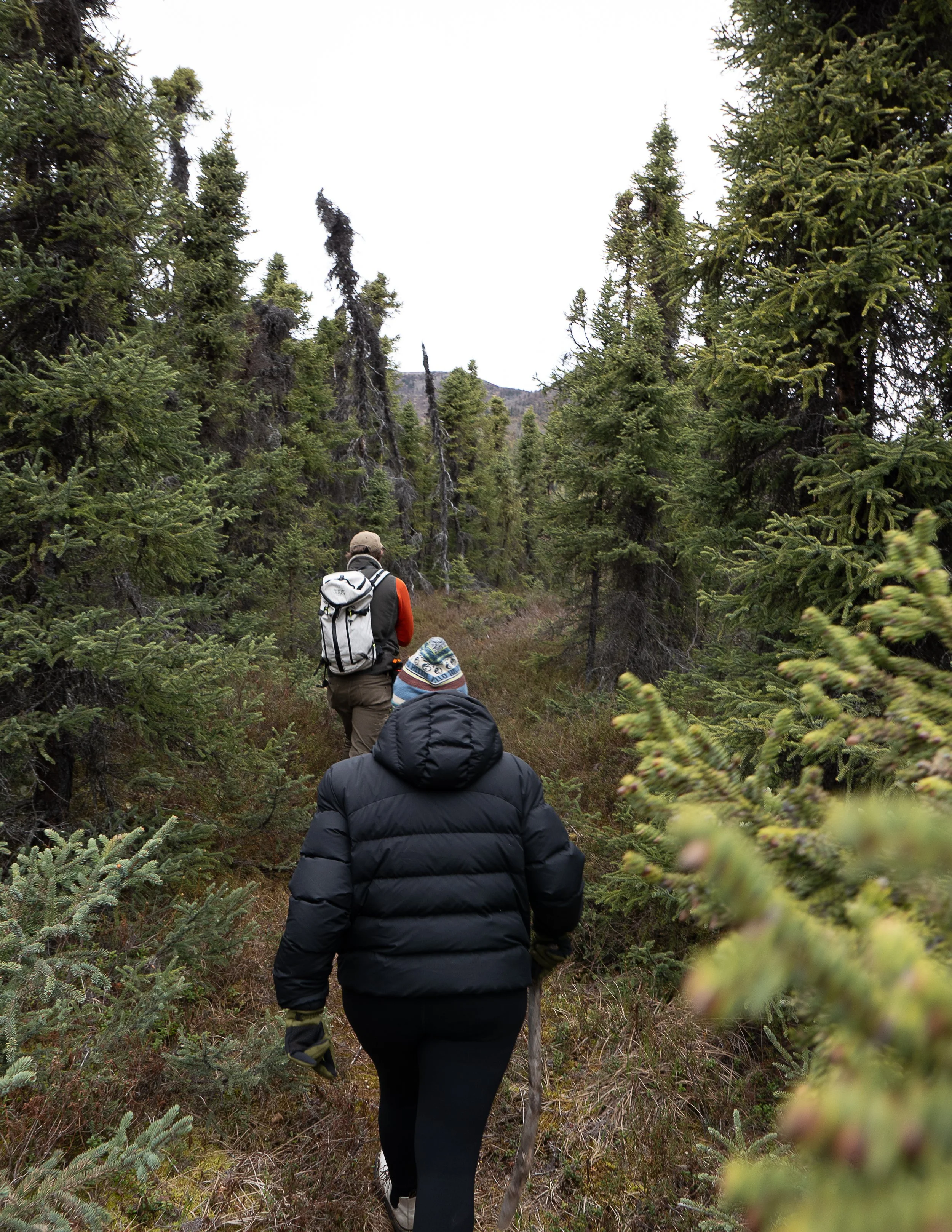 Bog Trail Chulitna.jpeg