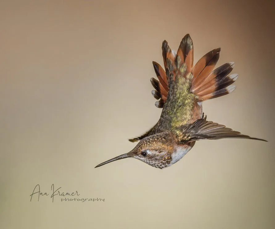 February Program-Hummingbirds: Masters of the Air-Zoom Only