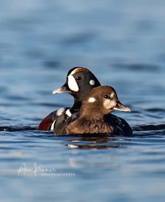 December Member Photo Show and Potluck