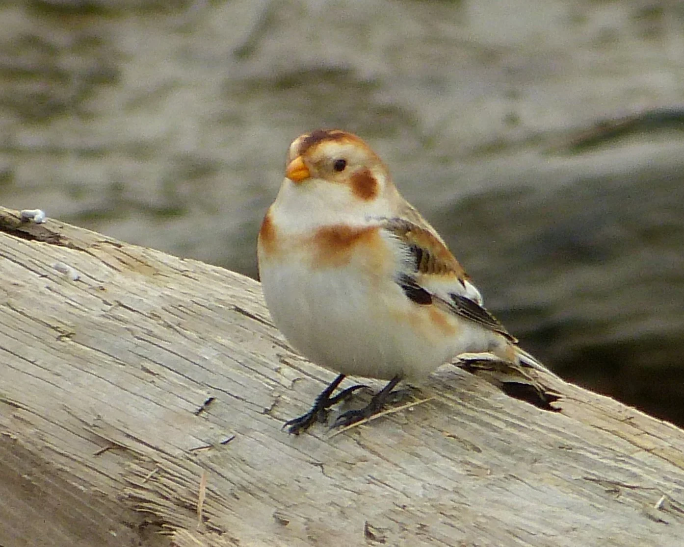 Christmas Bird Count