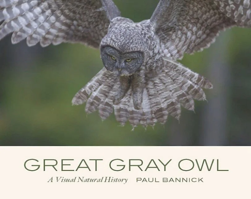 October Program-Great Grey Owl, A Visual History by Paul Bannick