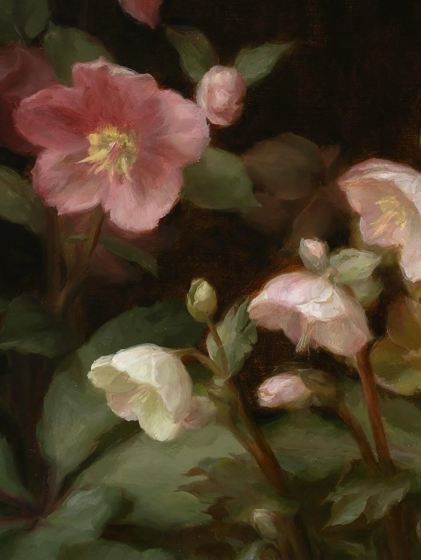 Detail shots of &ldquo;Harbingers.&rdquo; It has become a personal ritual to paint hellebores every spring, and I love that they signal the awakening of a new season 🌸
Full image of the 18x24&rdquo; painting coming soon.
.
.
.
#paintingfromlife #fro
