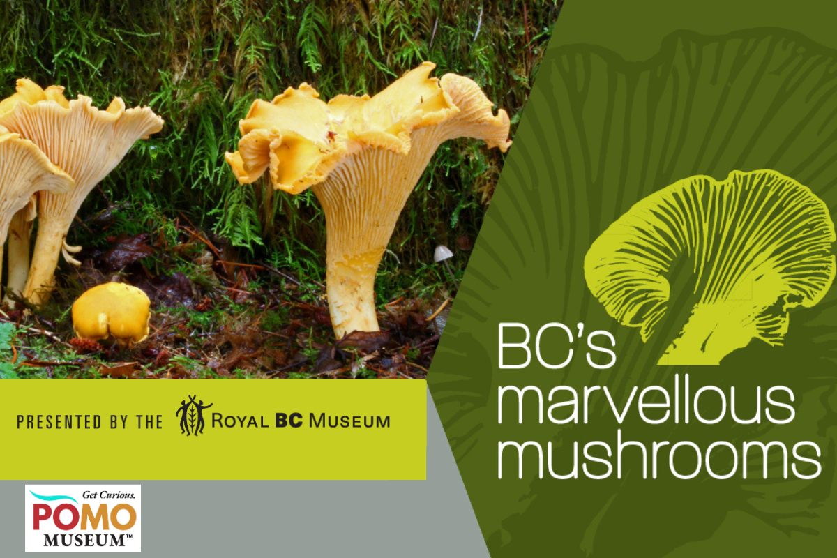 Marvellous Mushrooms Opening