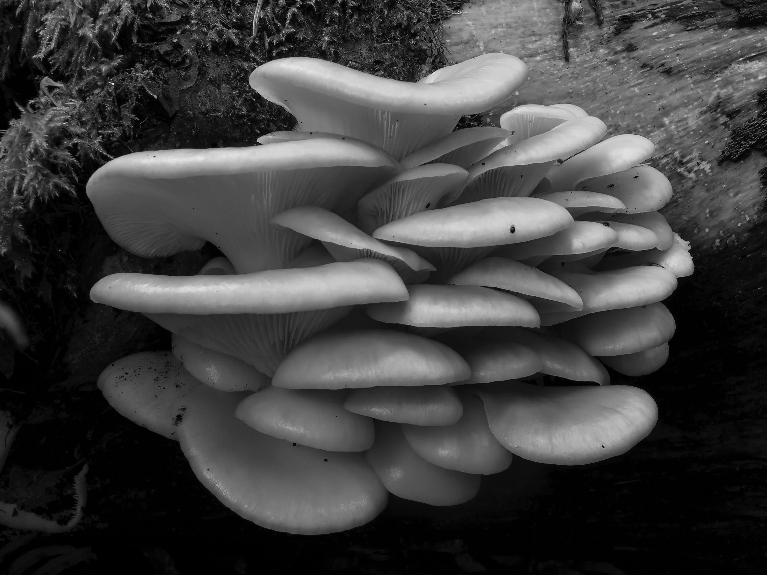 227 Pleurotus ostreatus Mably_B&W.jpg