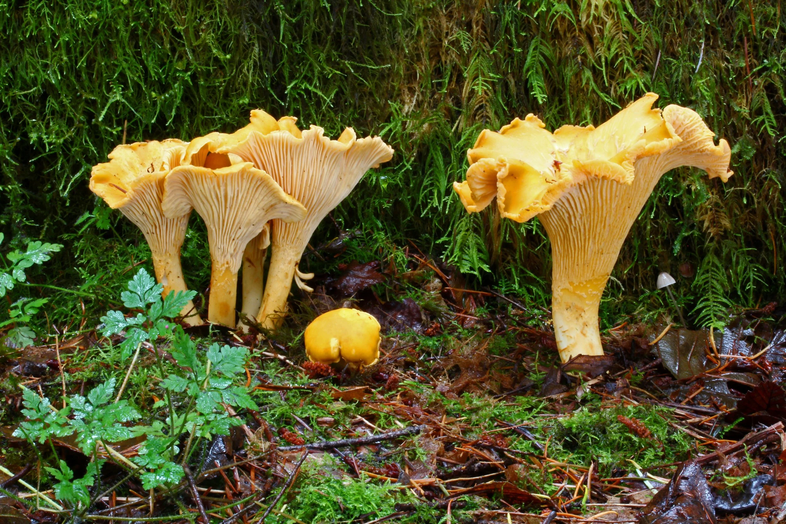 657 Cantharellus formosus Richard Morrison.jpg