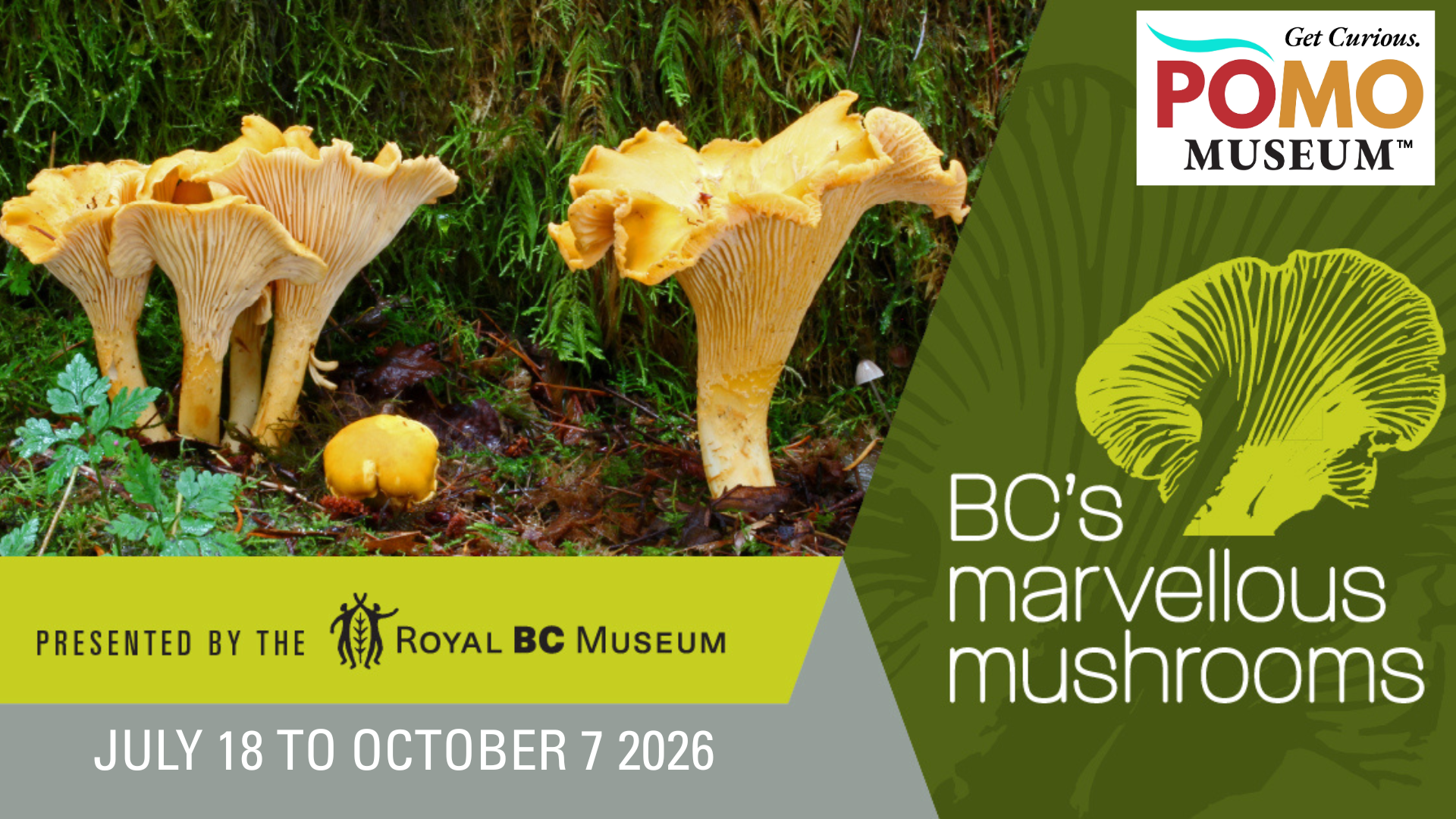 marvellous mushrooms