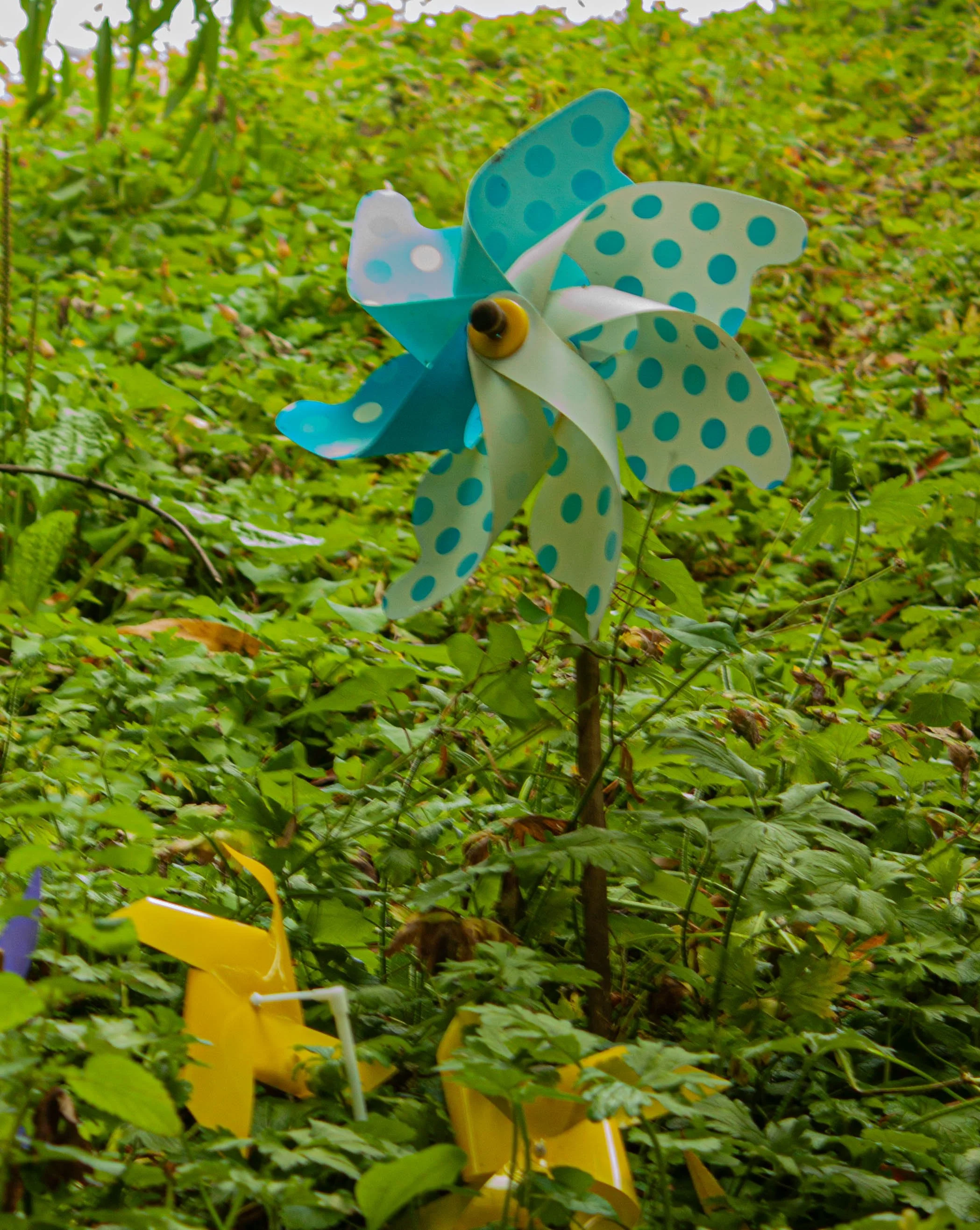 Curiosity Garden 6.jpg