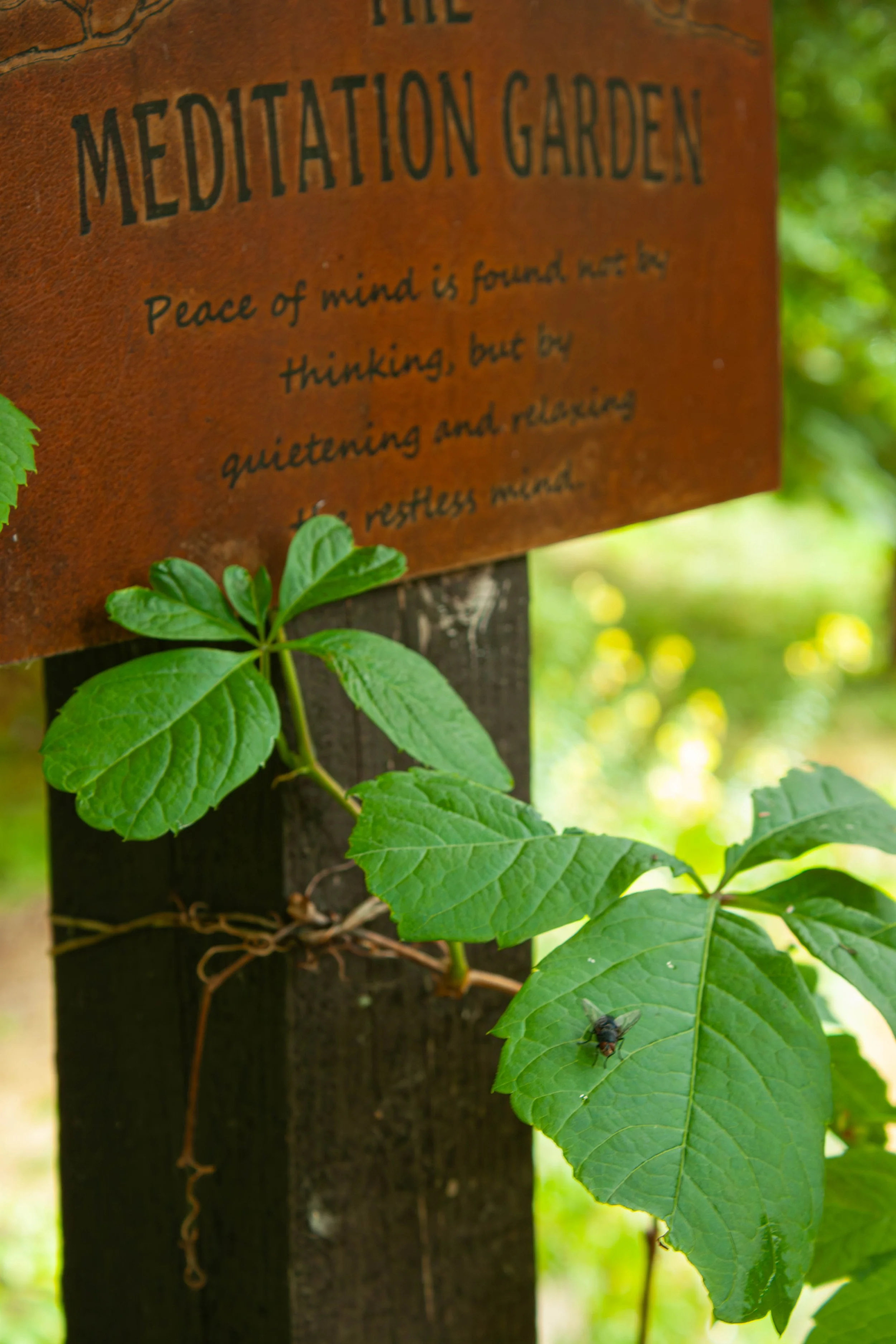 Meditation Garden&nbsp;