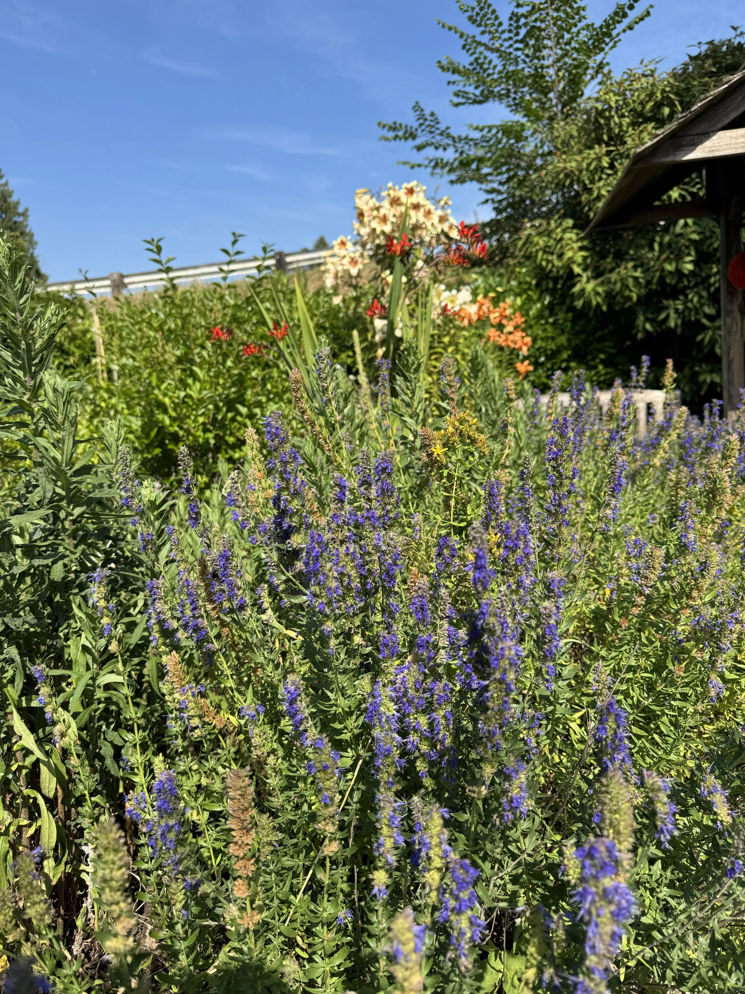 IMG_9013.jpeg