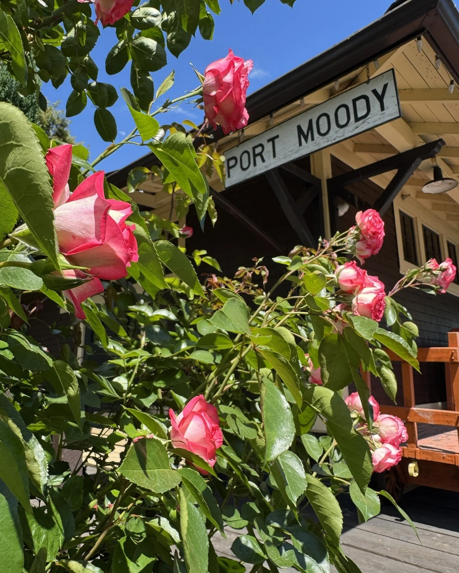 We're sprinkling in a few photographs of our gardens! Have you visited our gardens? Let us know in the comments below. 

#POMOMuseum #MeditationGarden #CuriosityGarden #PortMoodyBC