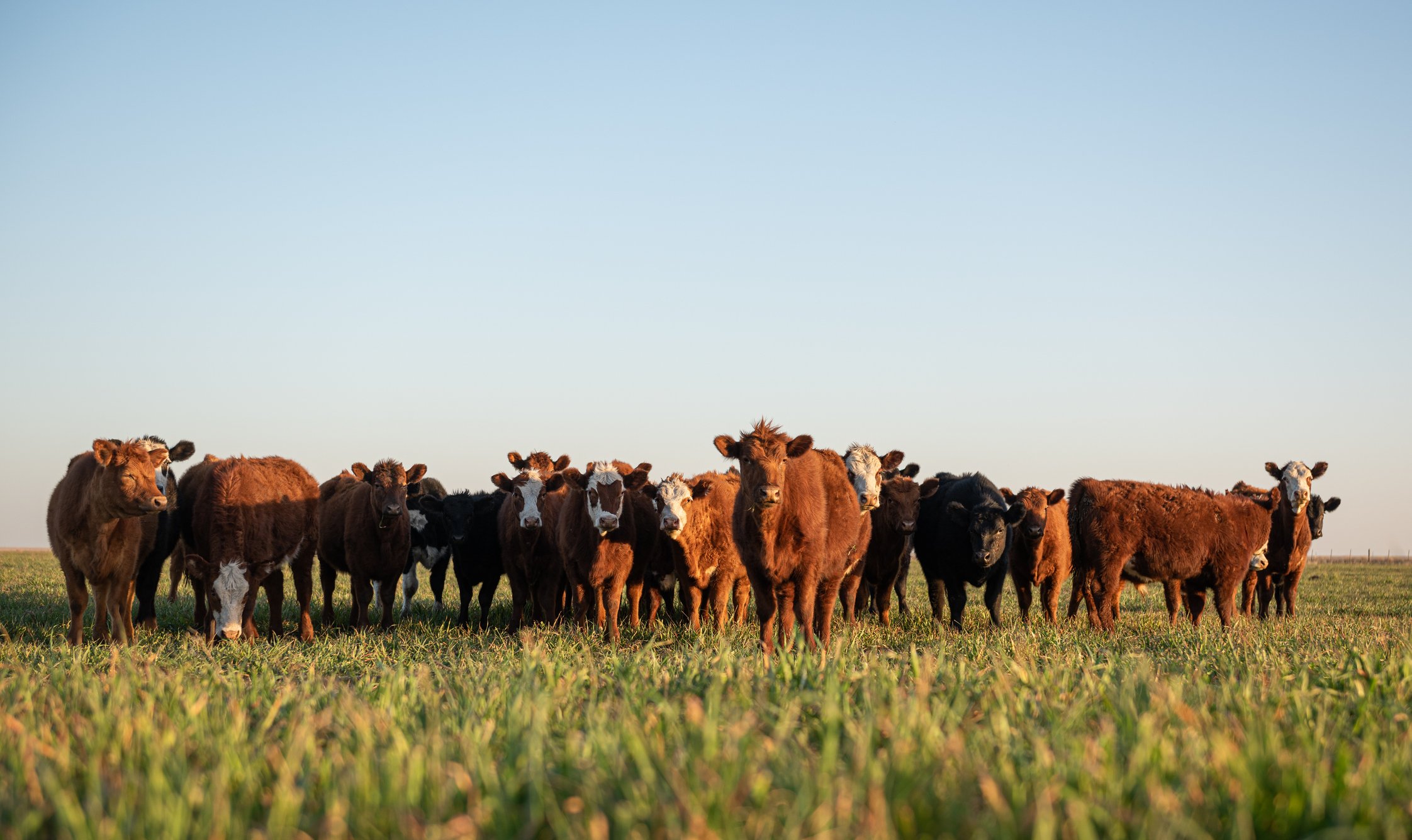 Weekly Hay & Livestock Sale