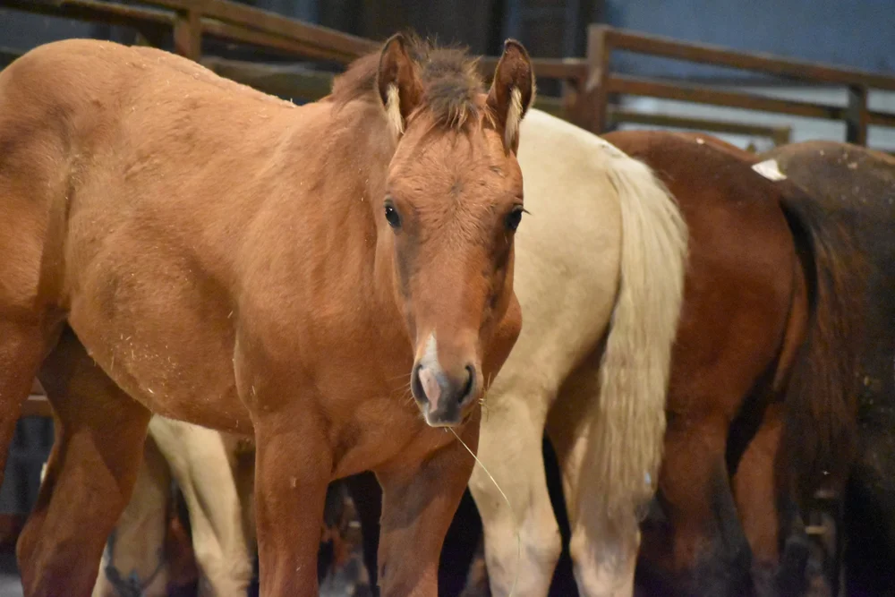 Ravenna Auction, LLC