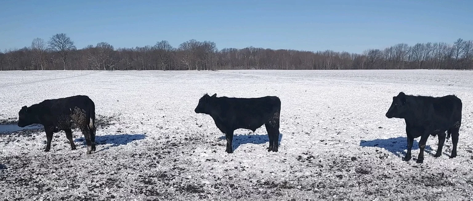 Feeder Sale Pre-Consignments — Ravenna Auction, LLC