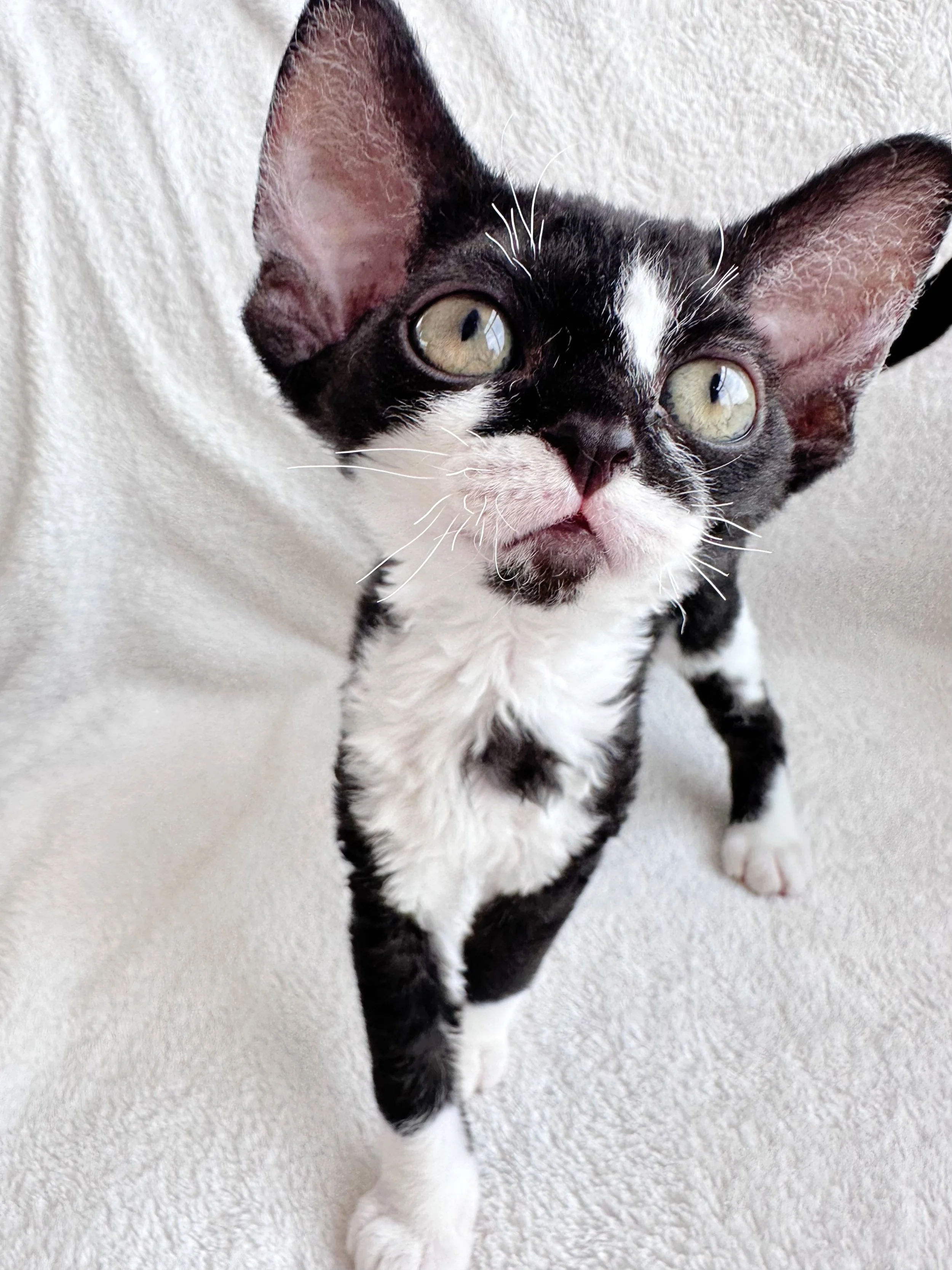 8dffaa6a9a2f7bdeab843318058d2268 2.JPG