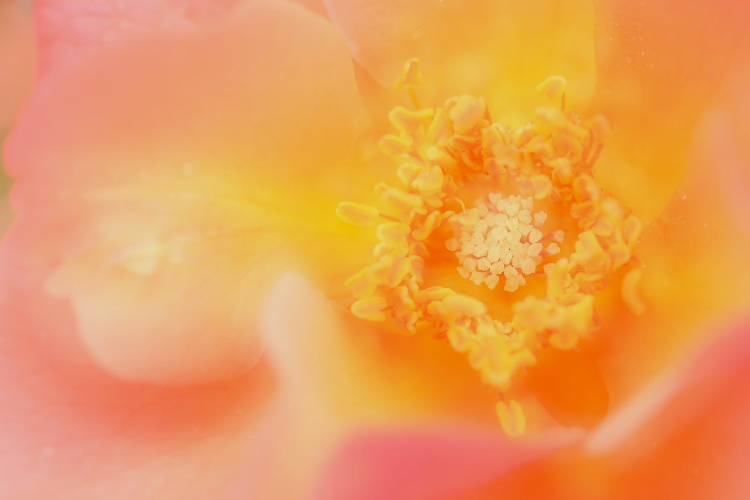 Flower Power