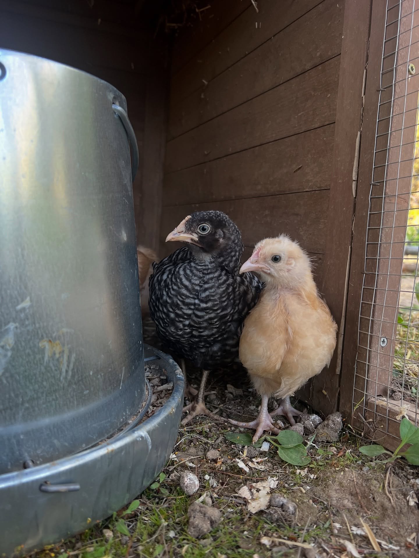 I&rsquo;ve been trying to break the habit of mindless scrolling in the mornings for years.

Nothing stuck&mdash;until these little fluffballs showed up.
Our first fully feathered chicks. And suddenly, I&rsquo;m outside. Not reaching for my phone. Jus