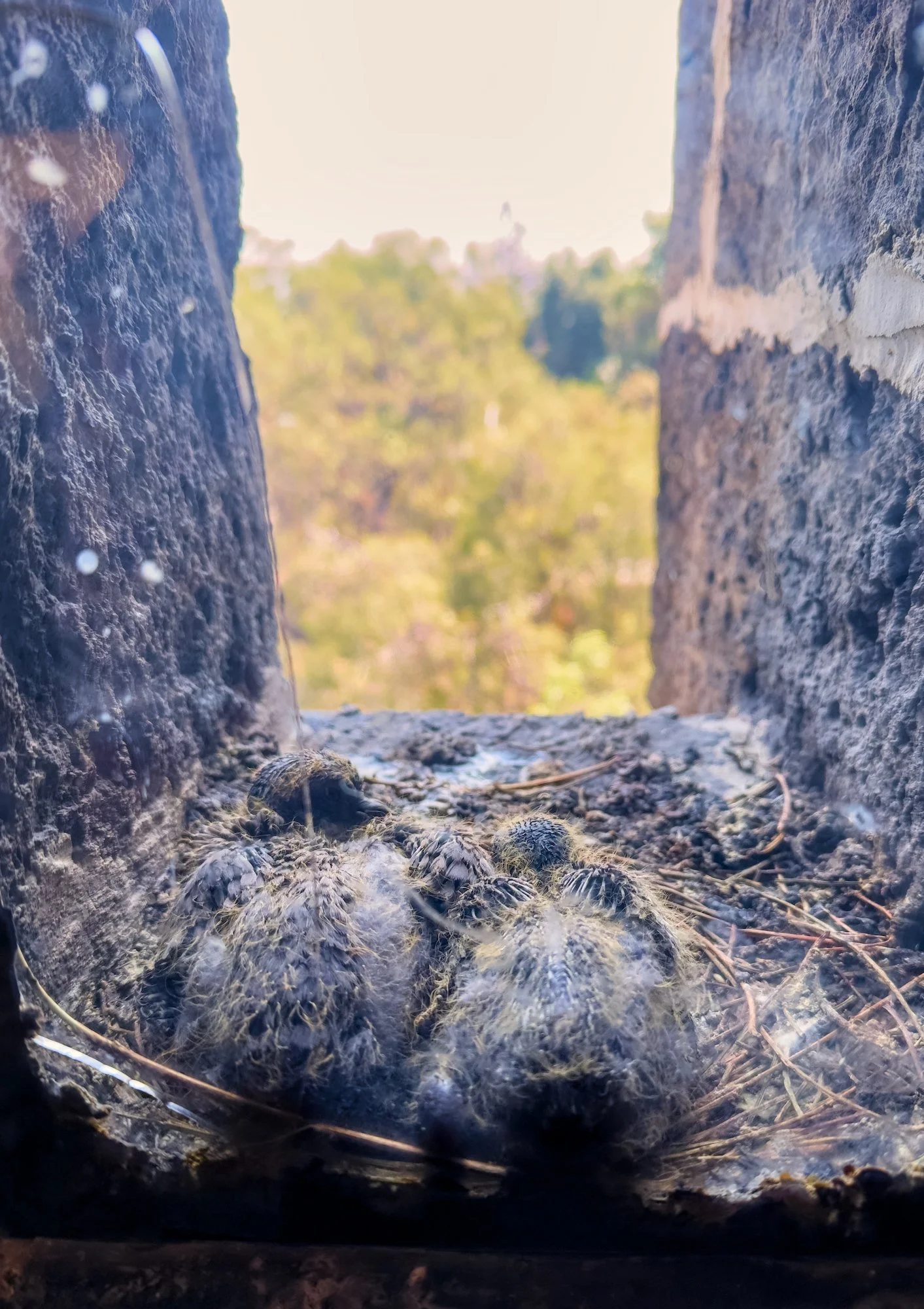 Anahuacalli Museum: a security guard pointed these out to me, they are pigeon chicks on the 3rd floor ledge.  I, in turn, pointed them out to other visitors before we moved on.