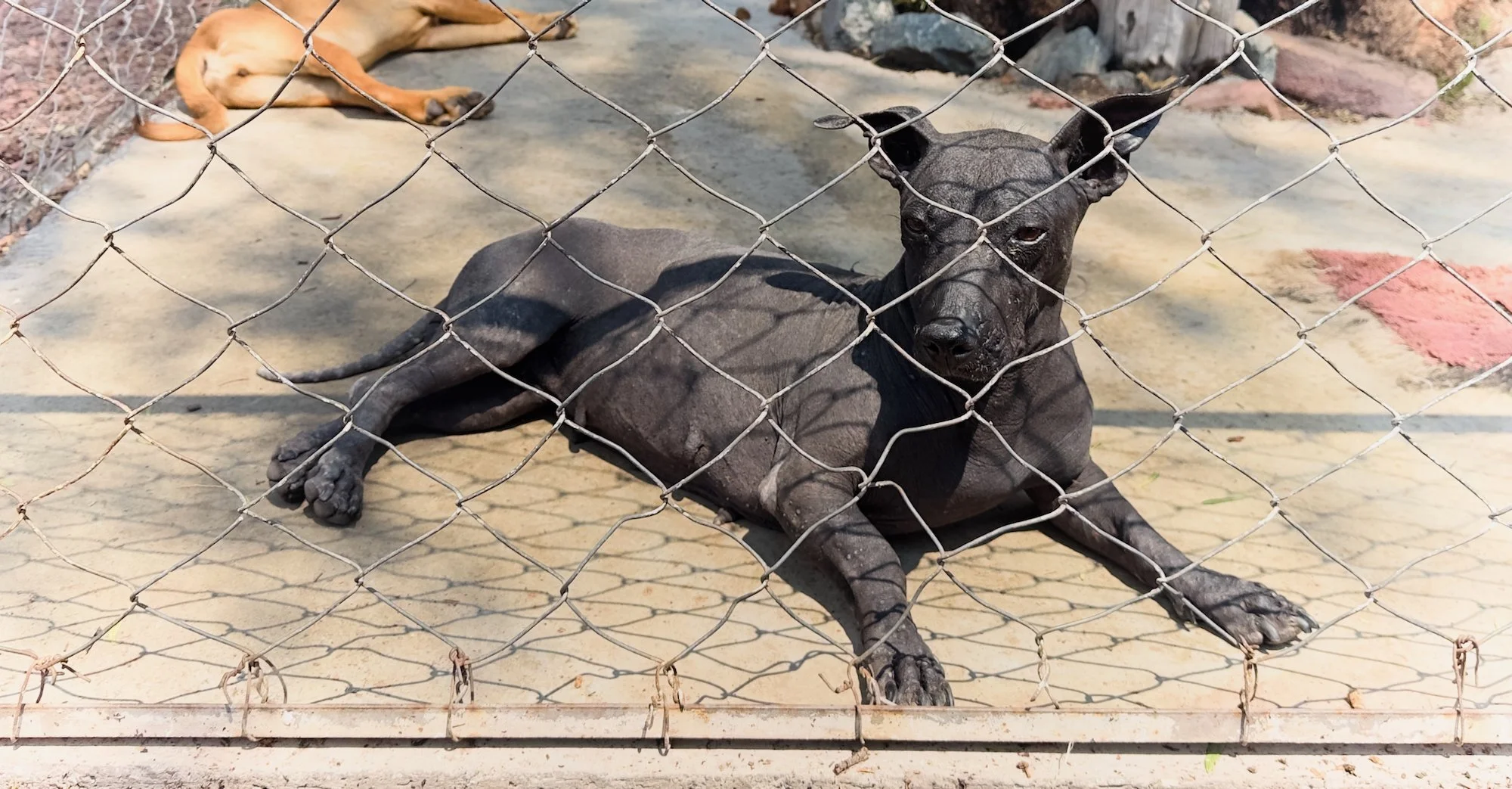 Teotihuacán: We went to a nearby town for lunch. This dog is a descendant of the native dogs that predated the arrival of the Europeans.