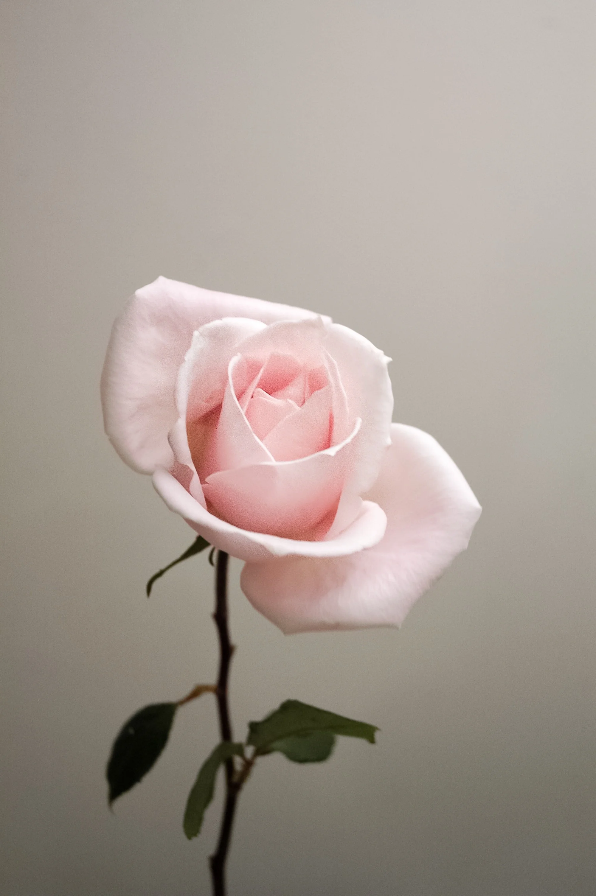 Close-up of a light pink rose on a stem with leaves against a neutral background.