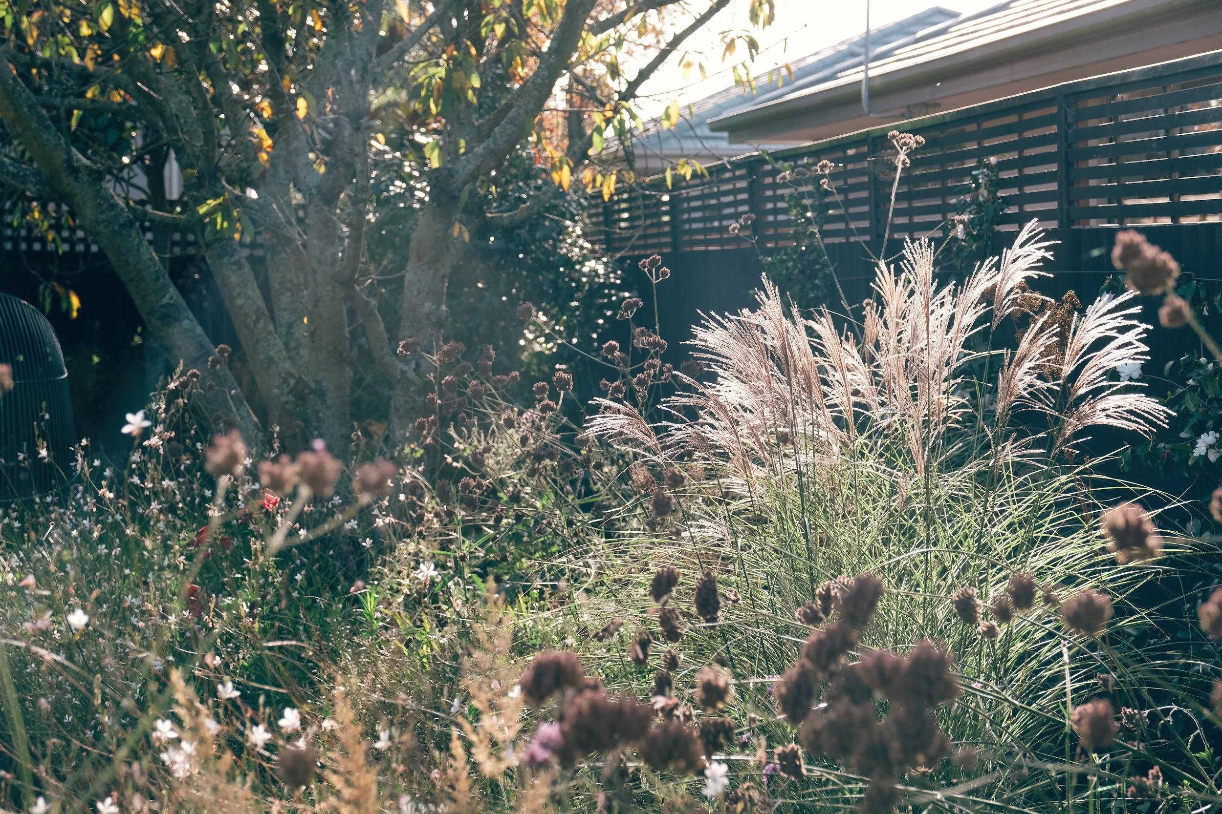 Miscanthus Unearthed