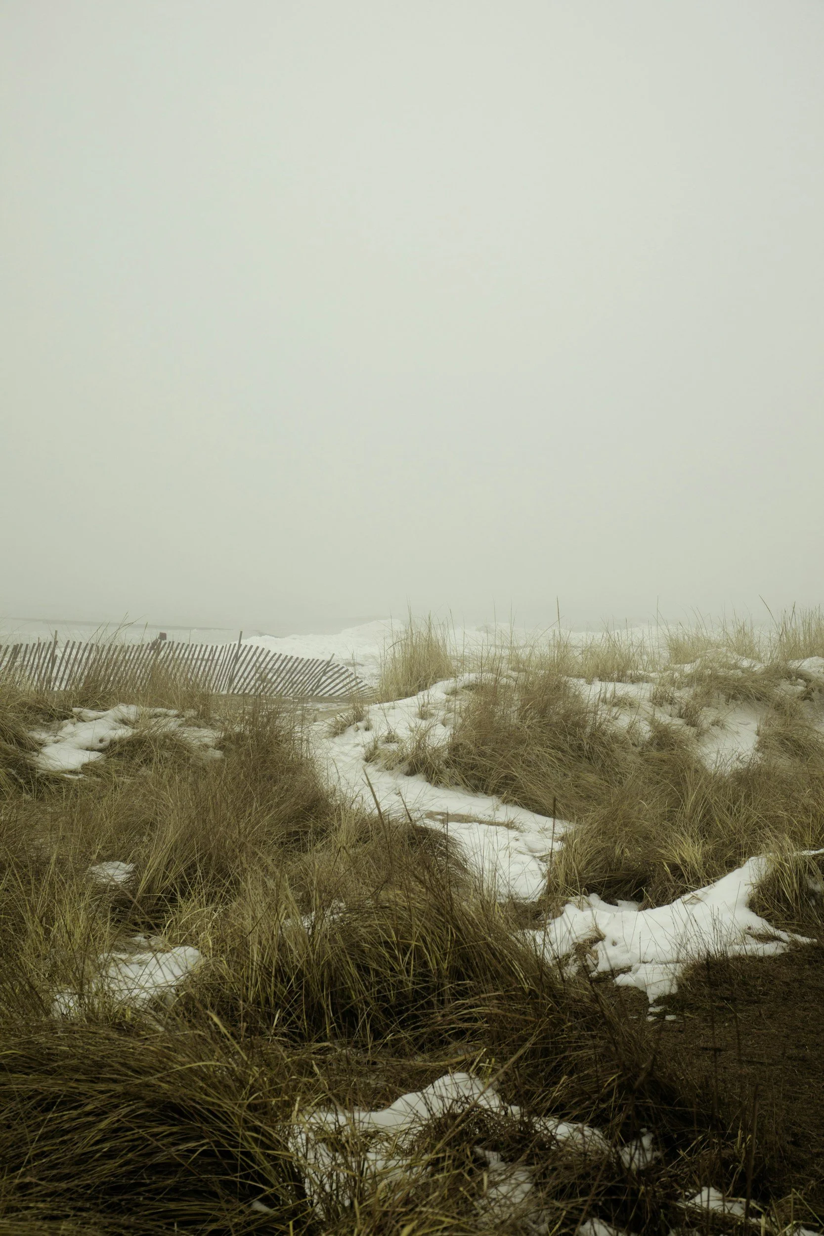 Field with plants and snow
