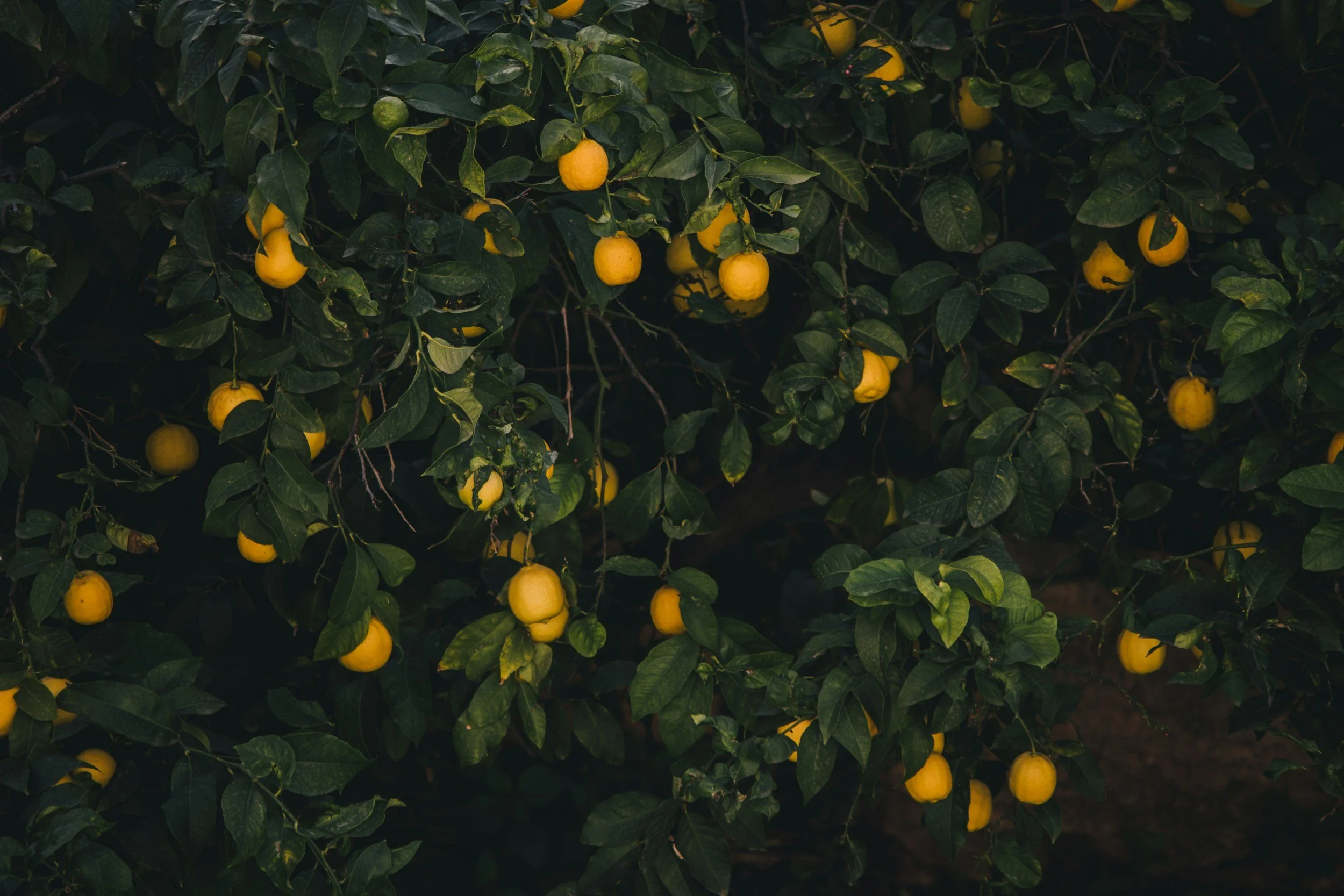 Lemon tree.