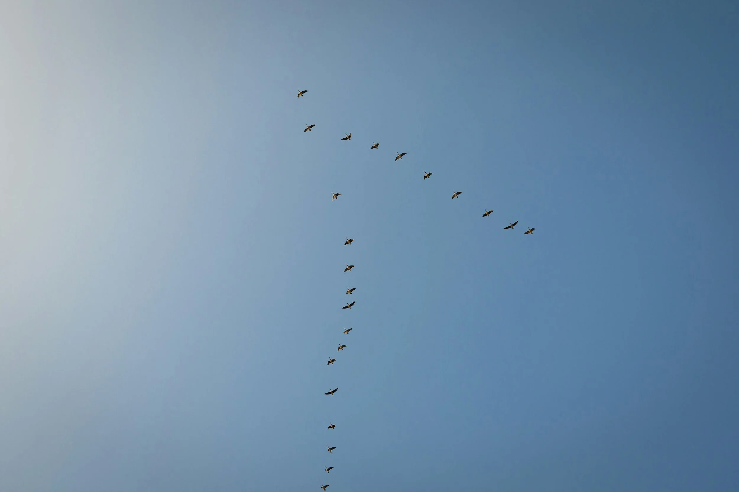Birds flying in a v.