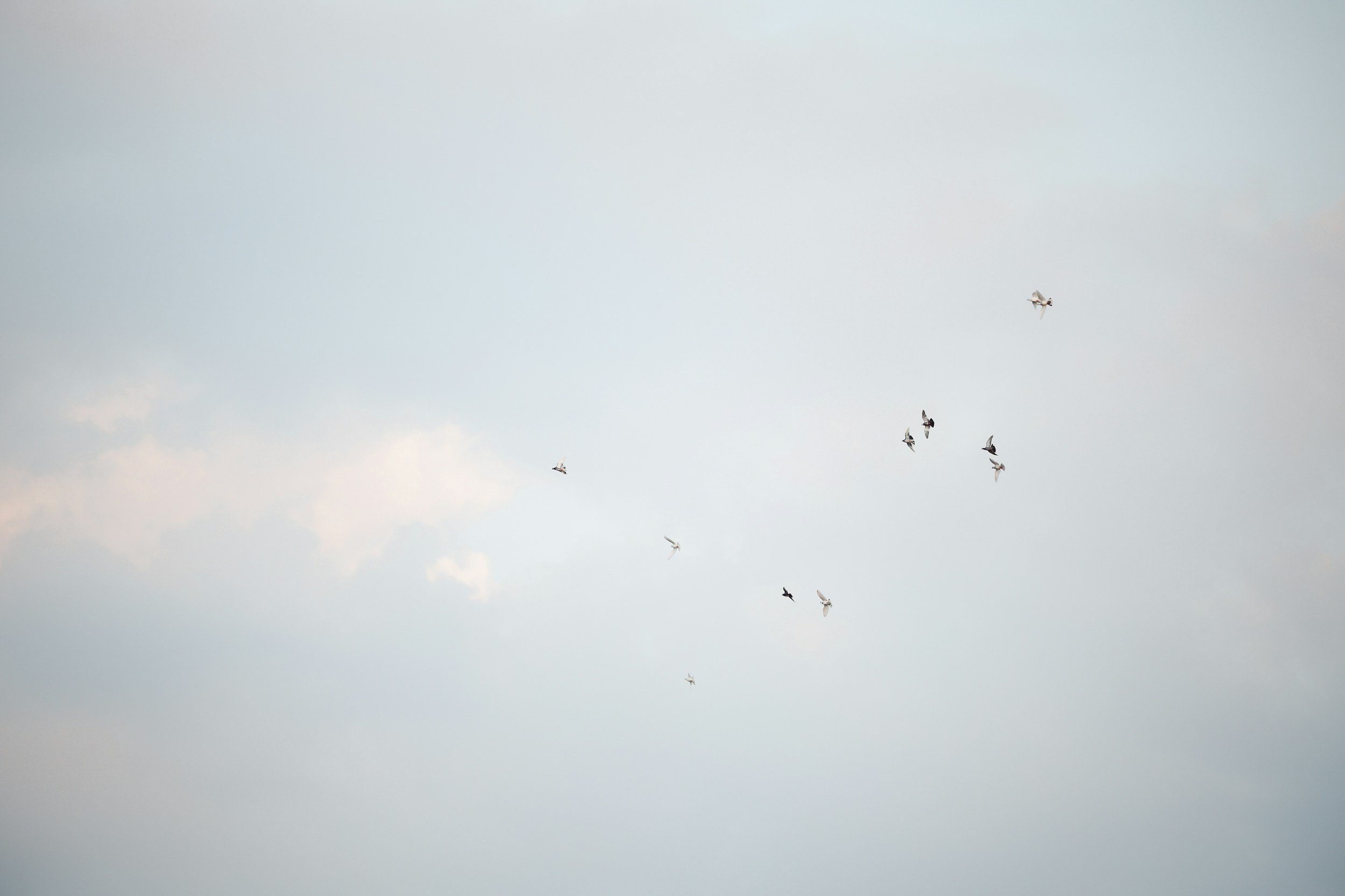 Birds flying in the sky