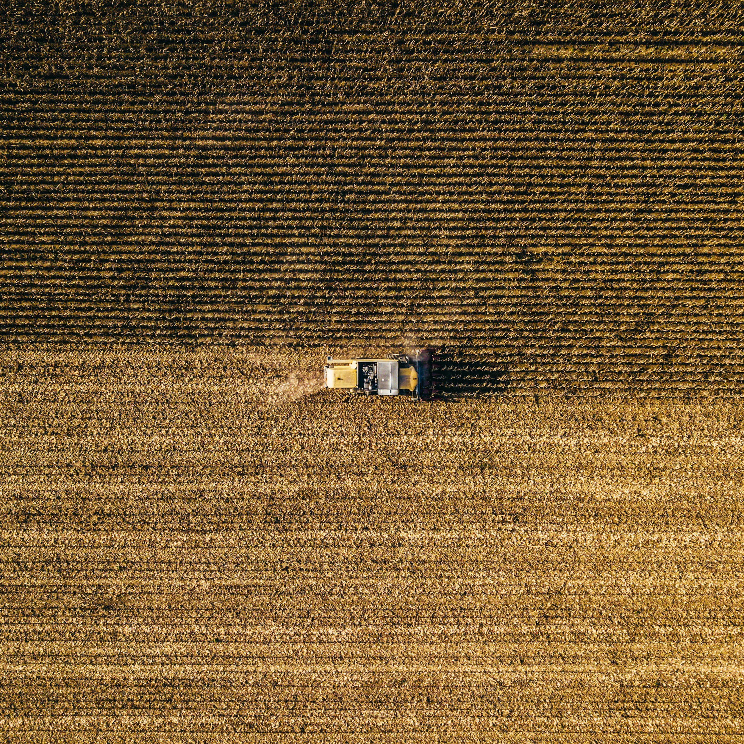 Tractor in a wheat field