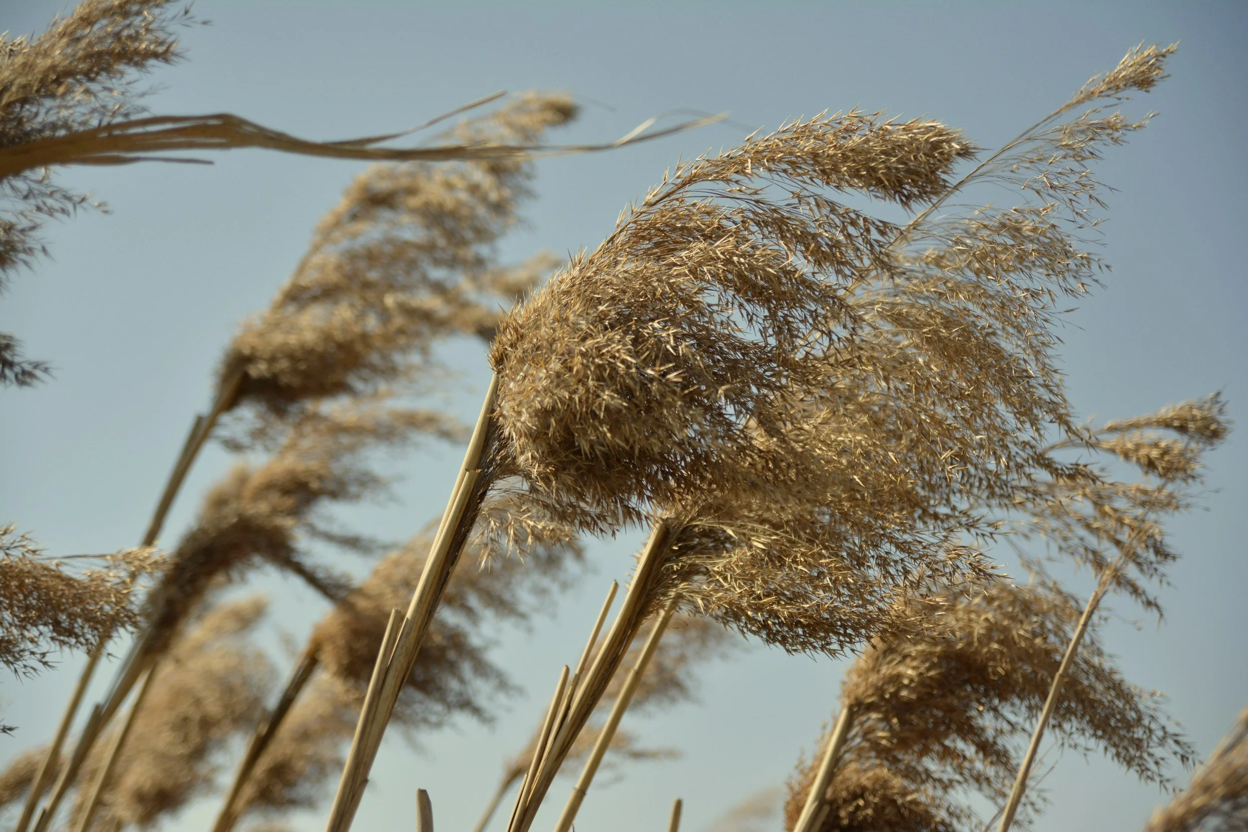 Plant blowing in the wind