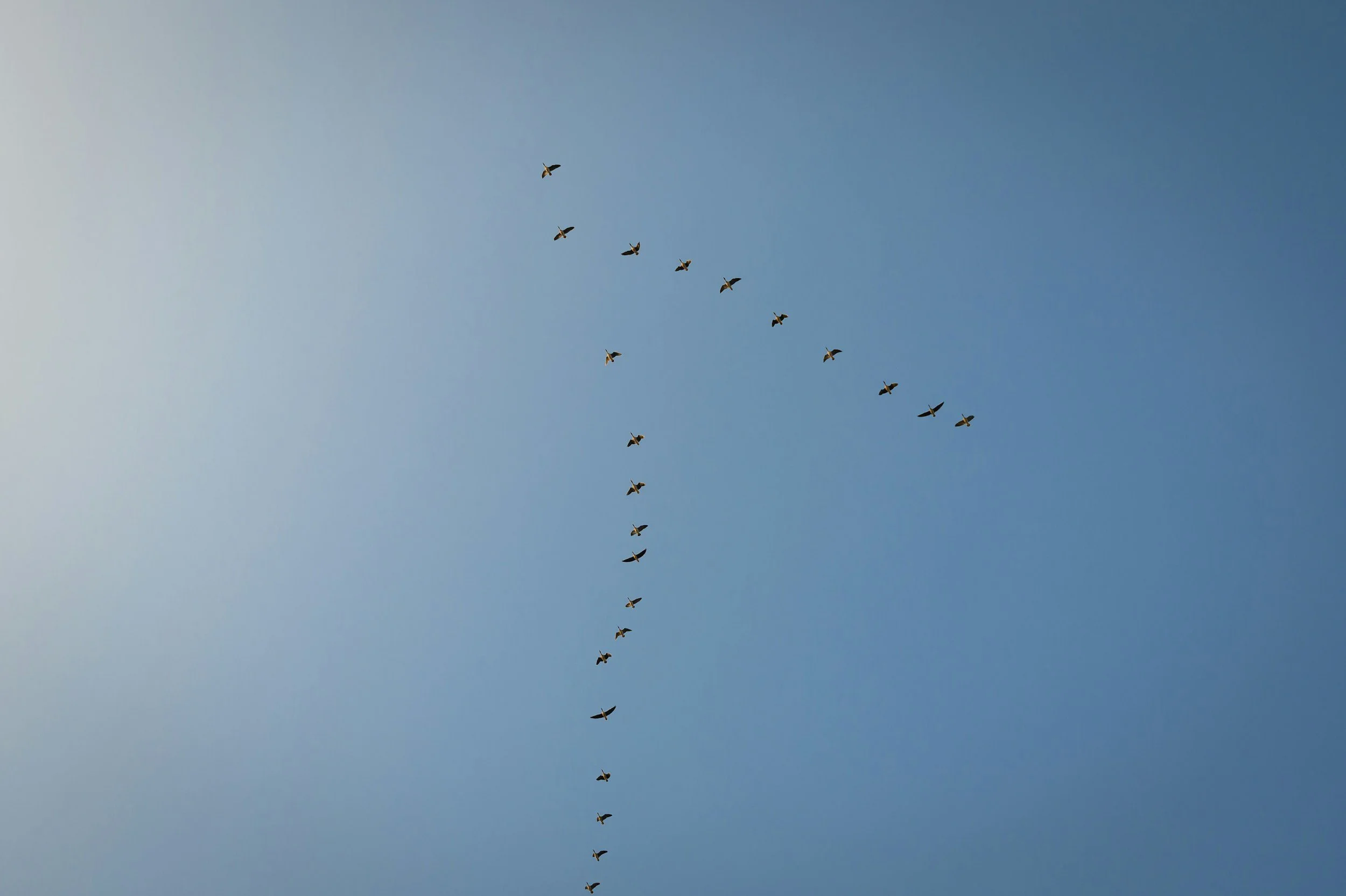 Birds flying in the sky