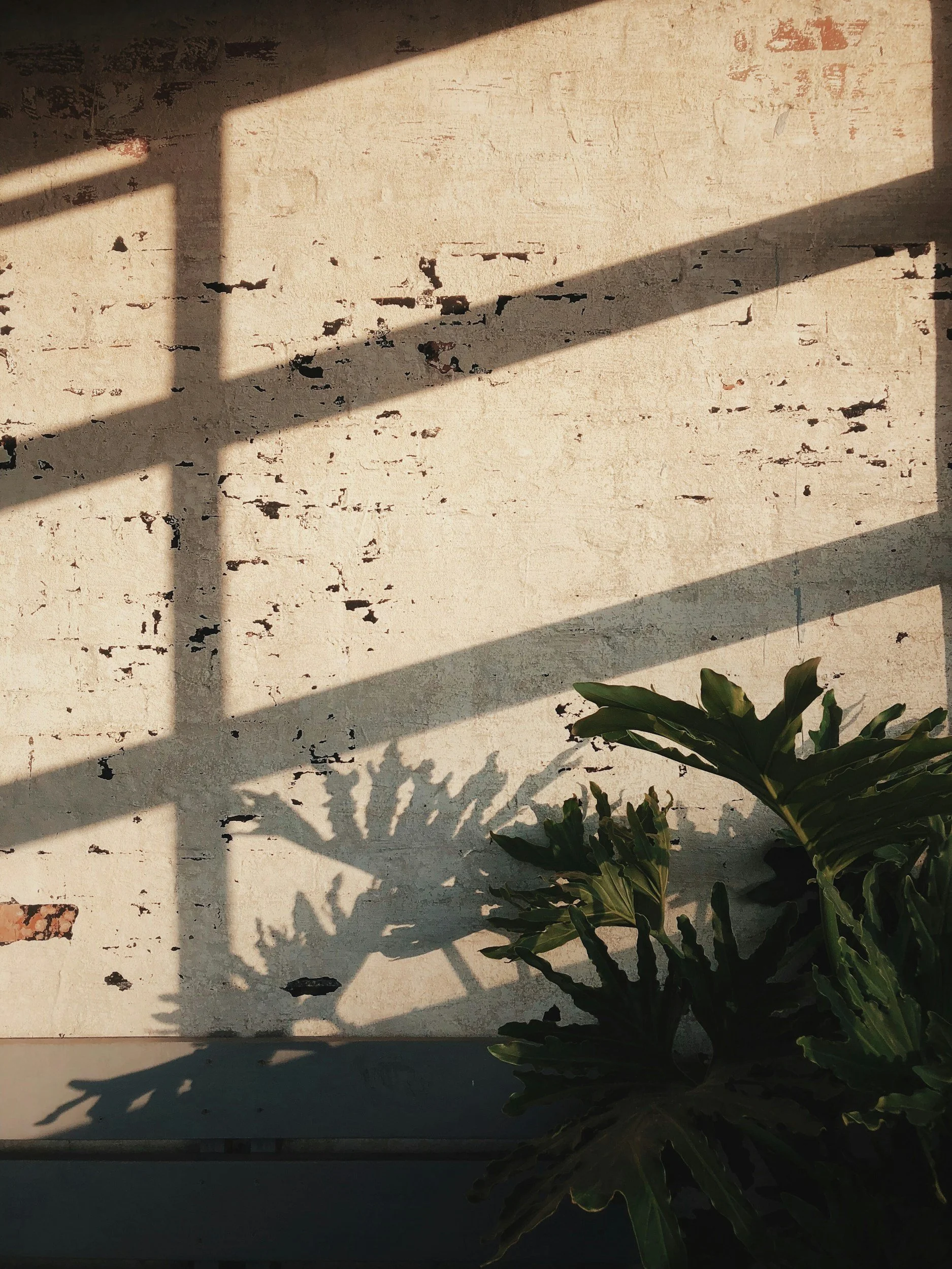 Plants, a wall and shadows