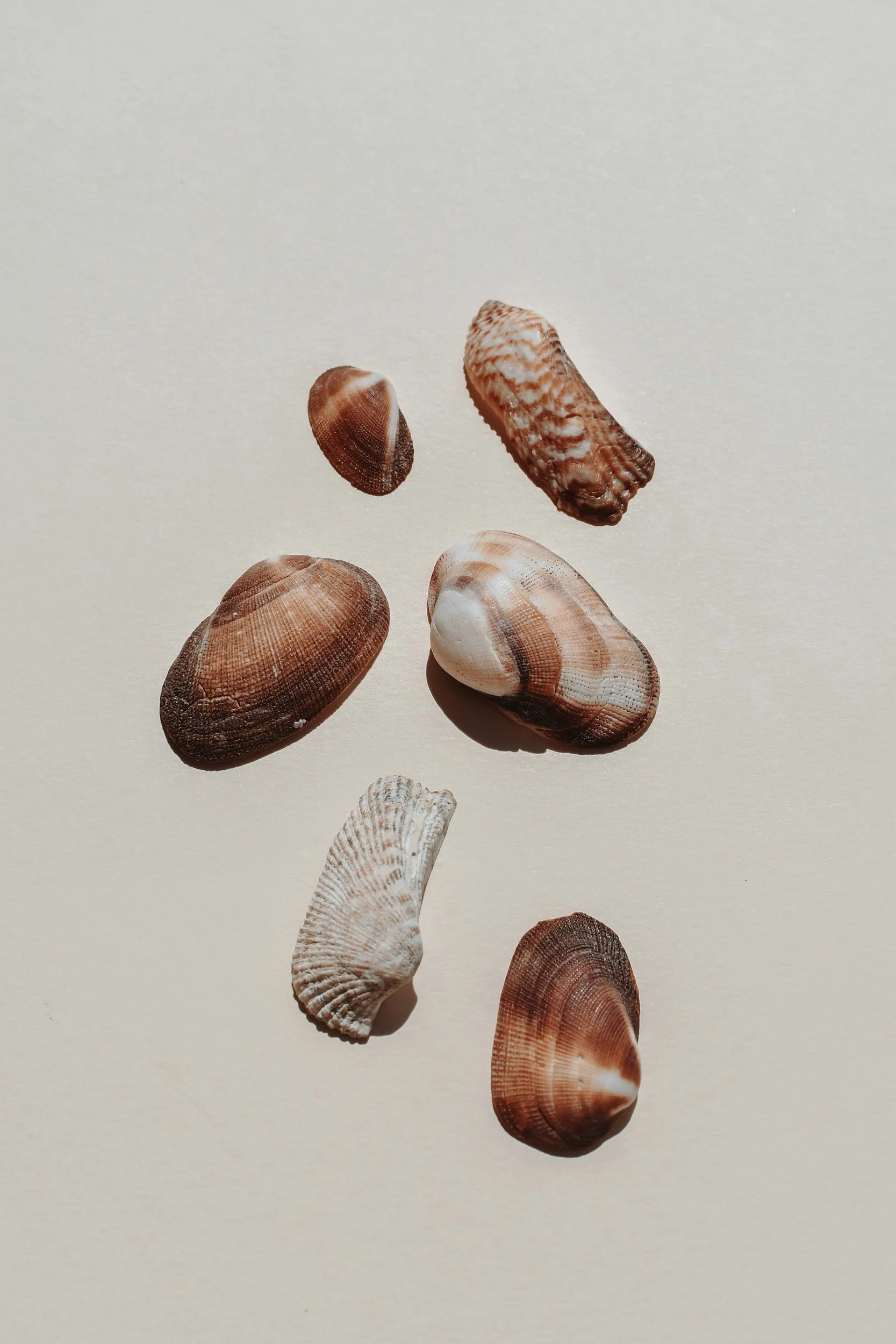 Shells