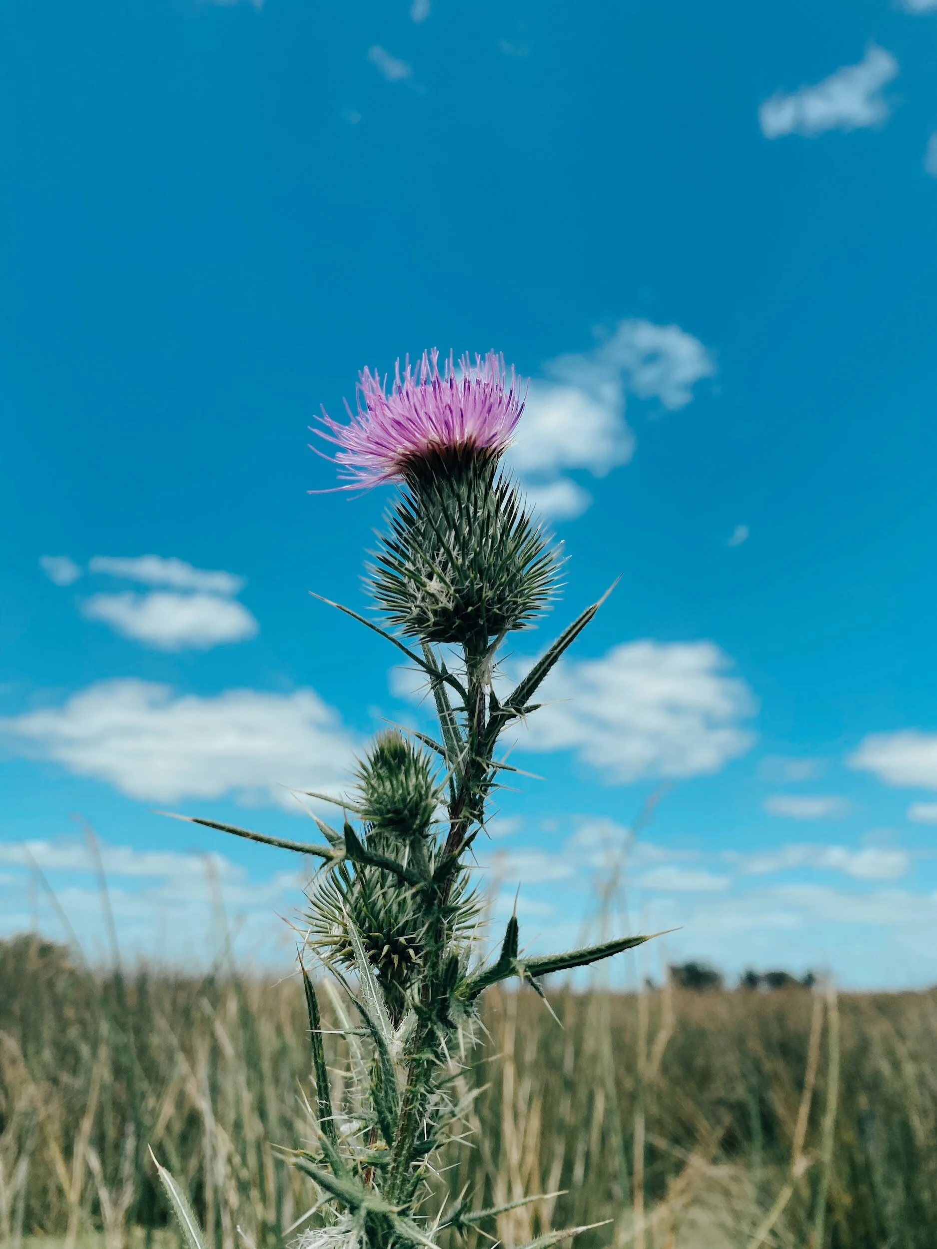 Net Zero / Carbon Neutral — Thistlerock Mead