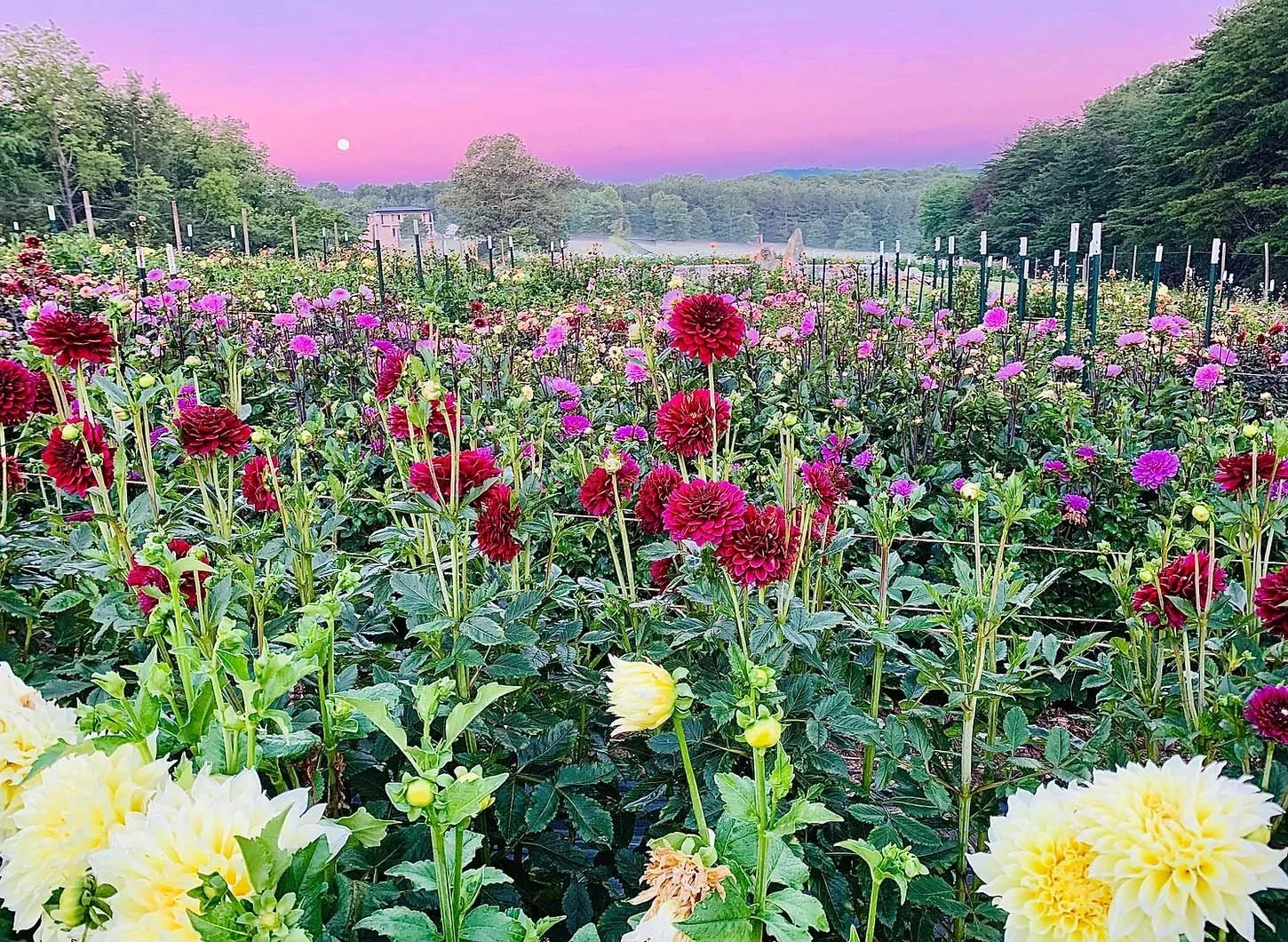 Wayflowering — Thistlerock Mead