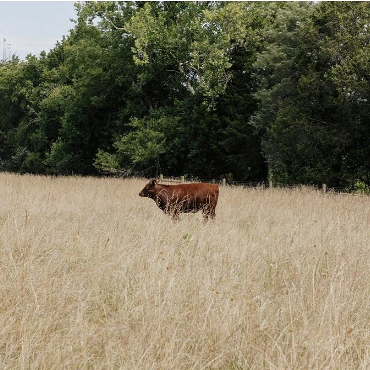Oakdale Farms — Thistlerock Mead