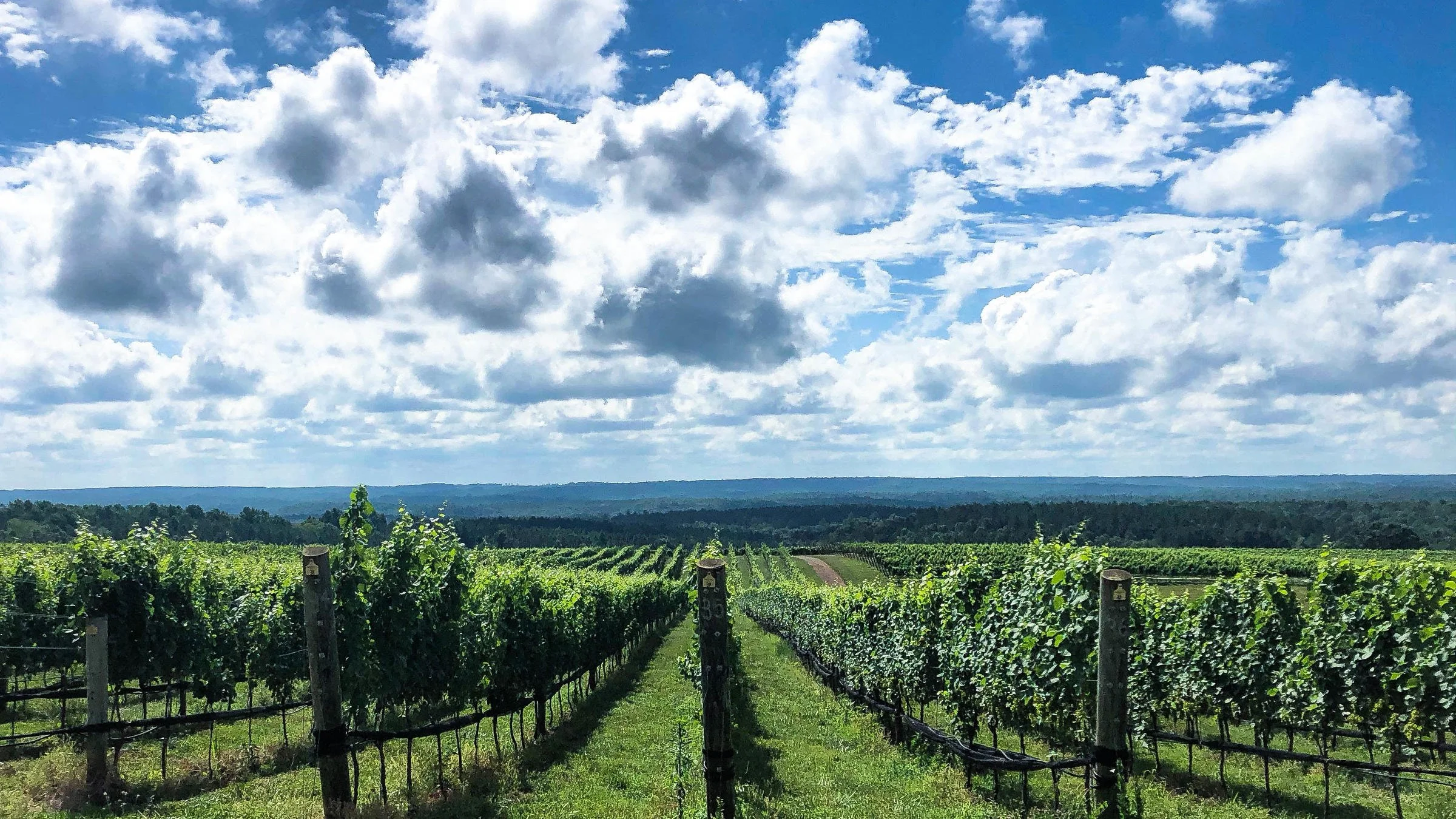 Blenheim Vineyards — Thistlerock Mead