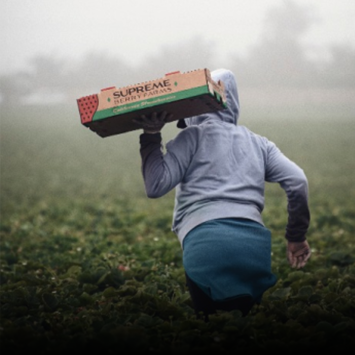 Supply Chain & Sourcing — Thistlerock Mead